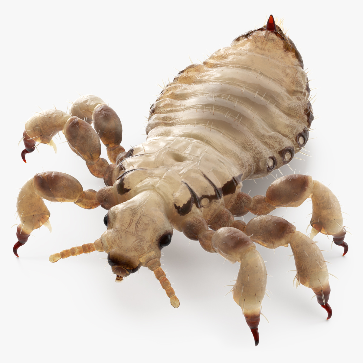 3D Phthiraptera White SSS Rigged for Cinema 4D model