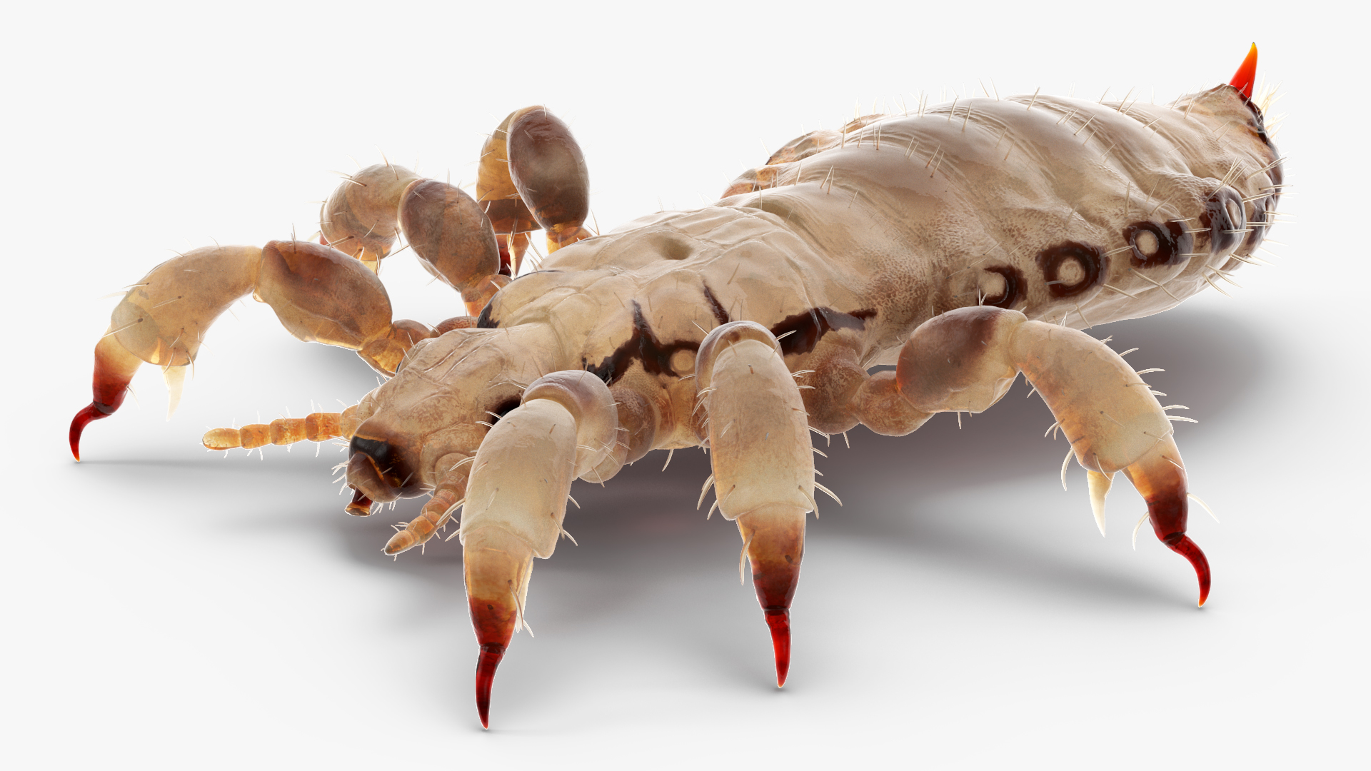 3D Phthiraptera White SSS Rigged for Cinema 4D model