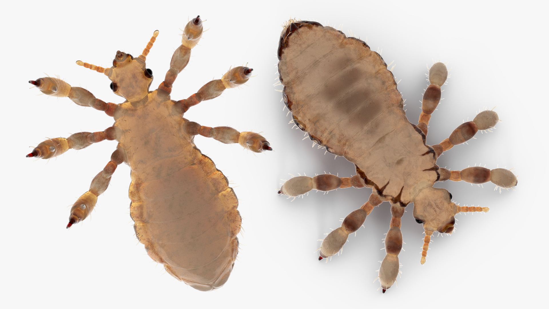 3D Phthiraptera White SSS Rigged for Cinema 4D model