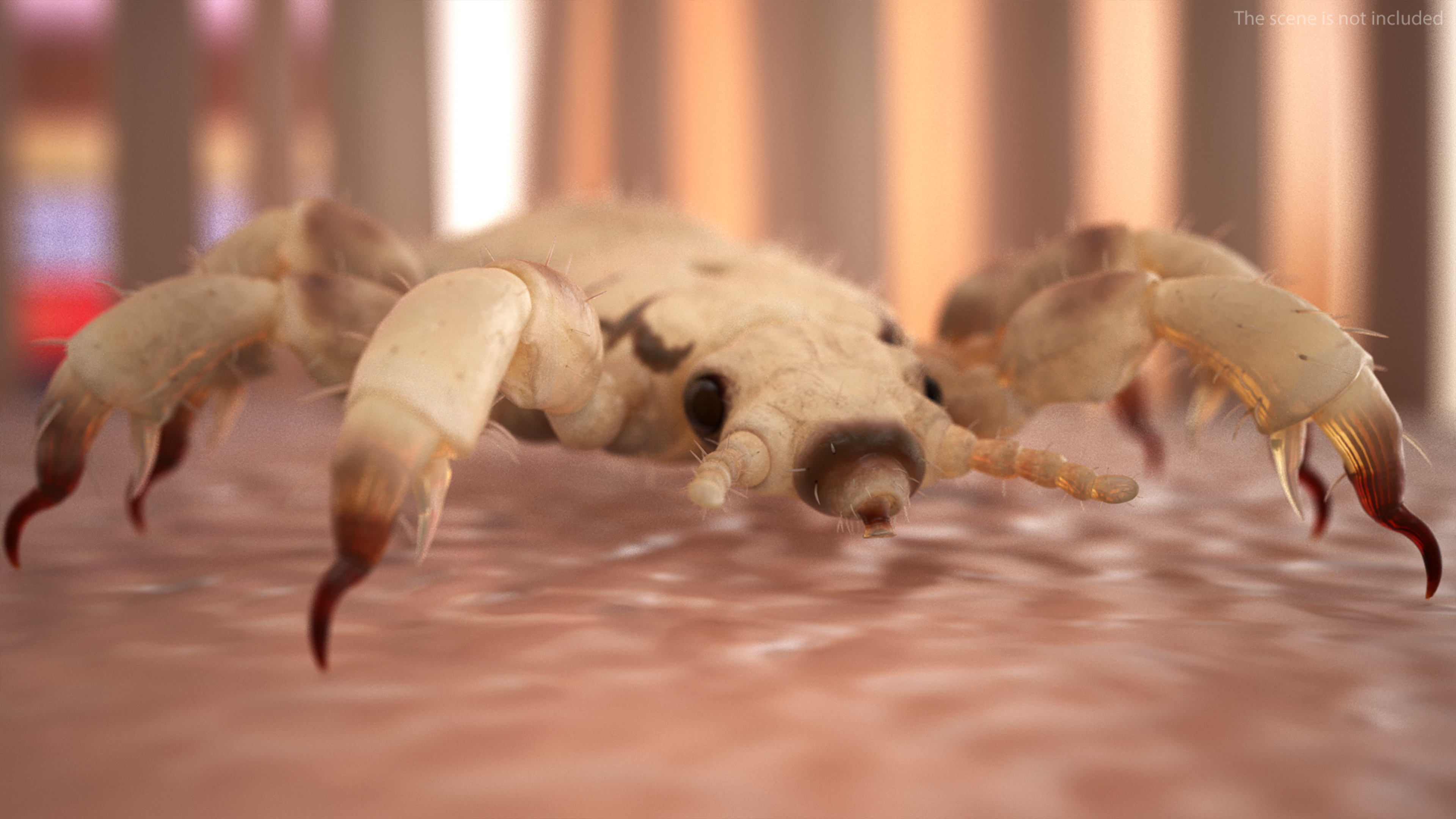 3D Phthiraptera White SSS Rigged for Cinema 4D model