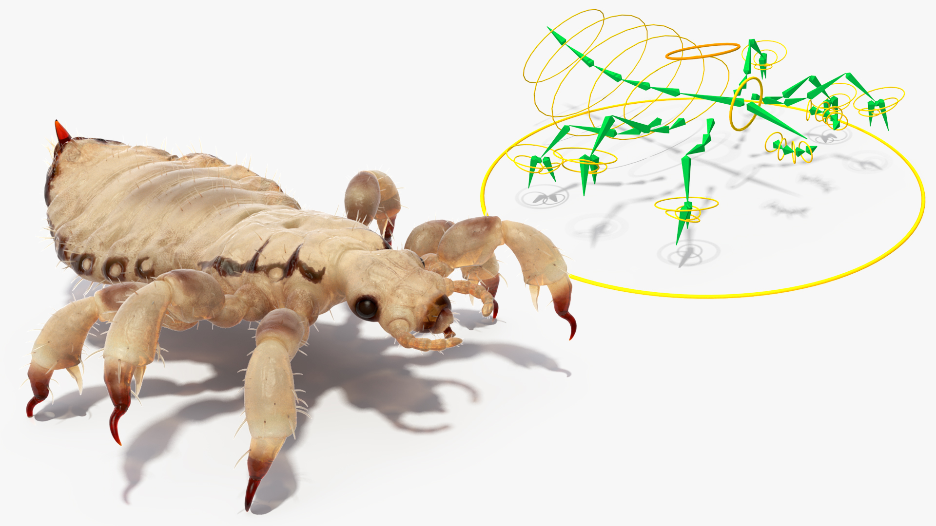 3D Phthiraptera White SSS Rigged for Cinema 4D model