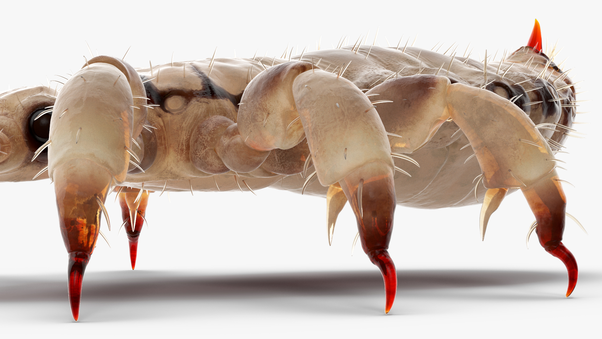 3D Phthiraptera White SSS Rigged for Cinema 4D model