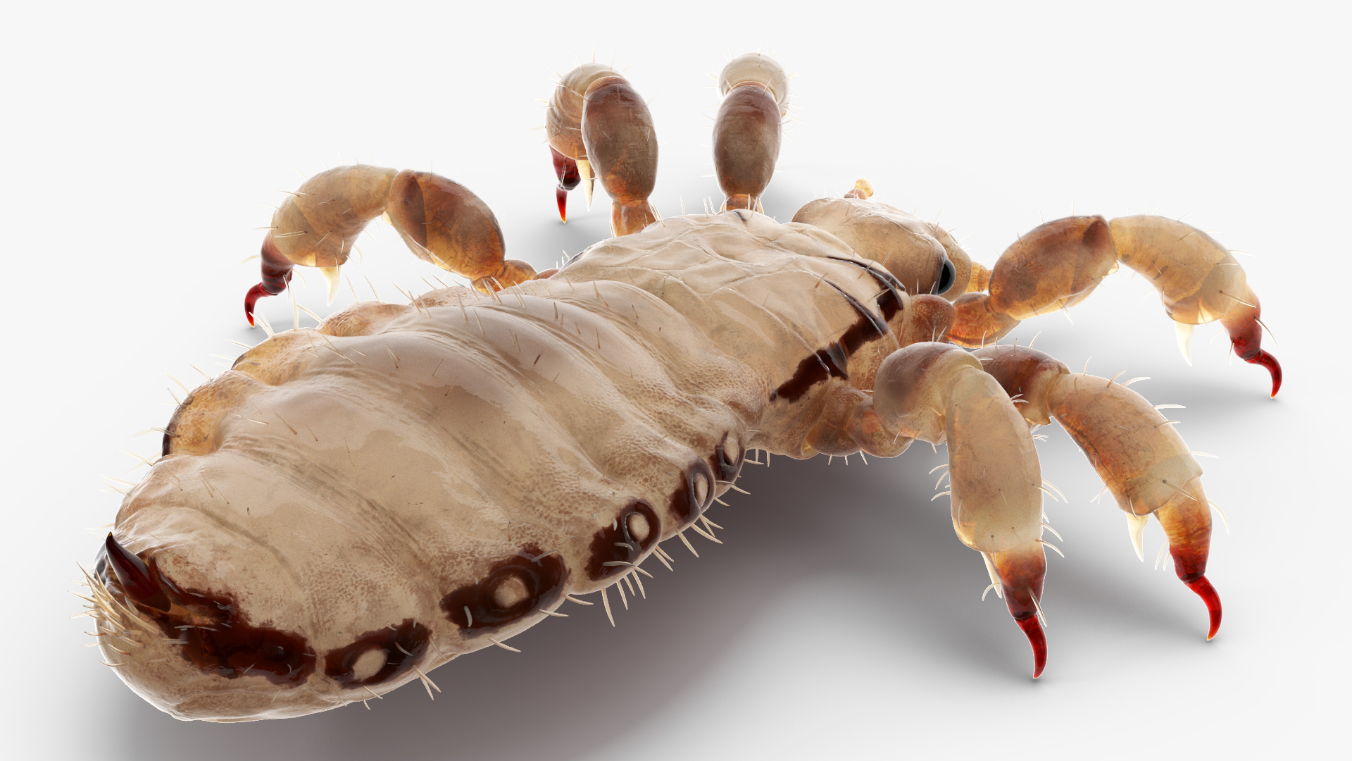 3D Phthiraptera White SSS Rigged for Cinema 4D model