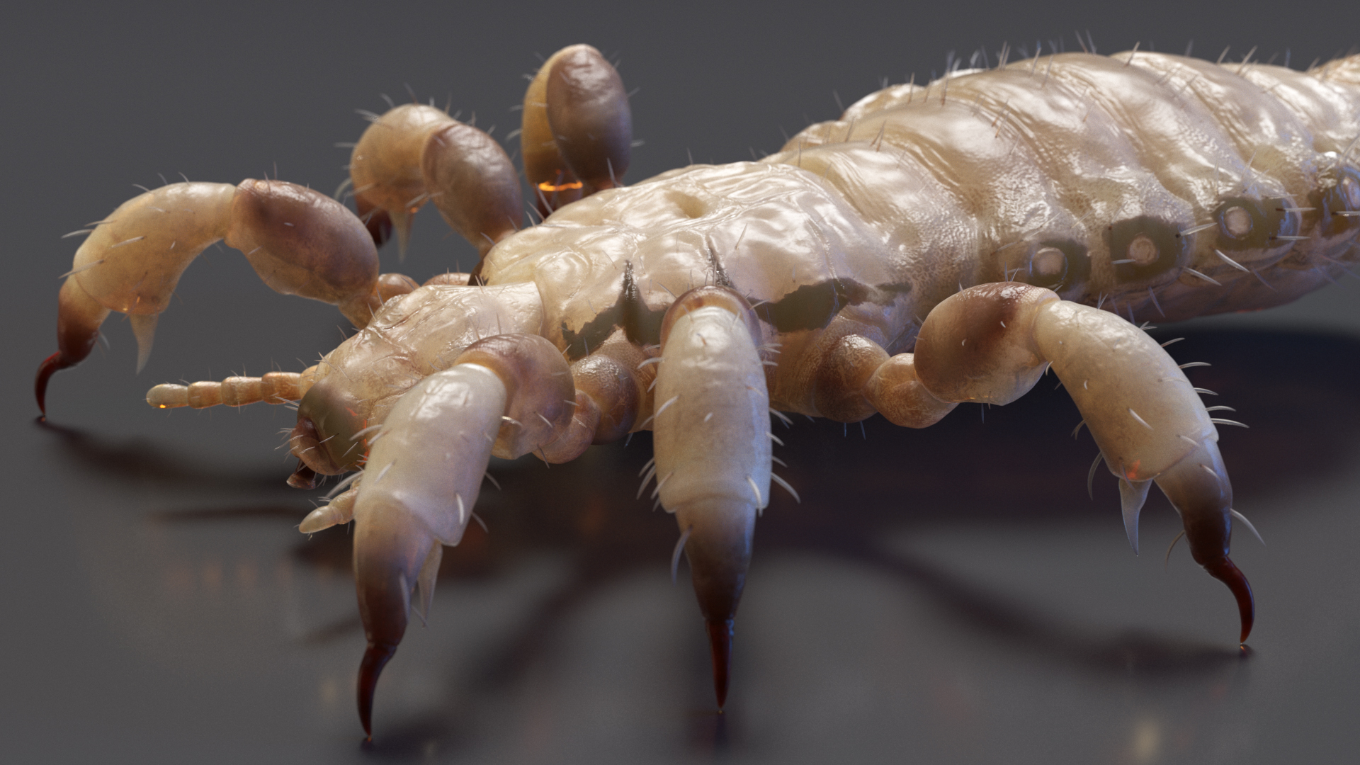 3D Phthiraptera White SSS Rigged for Cinema 4D model