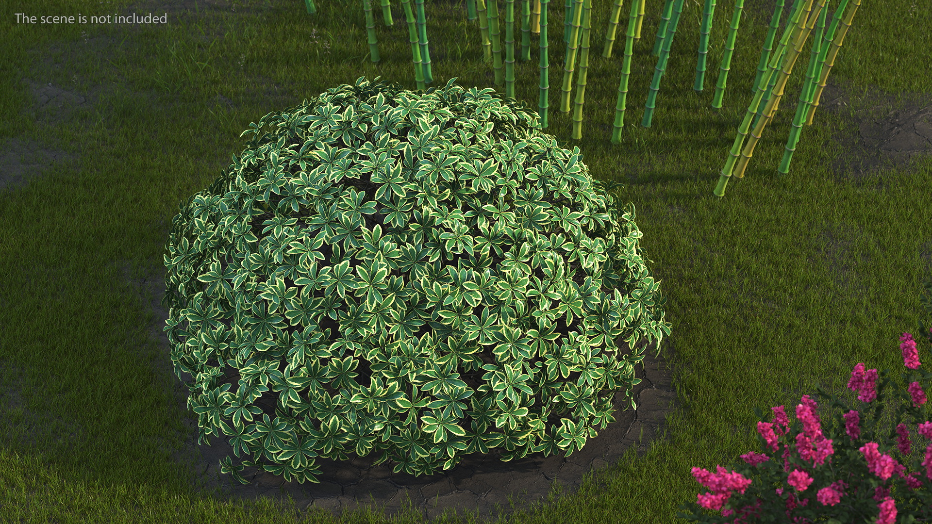 Daphne Odora 3D