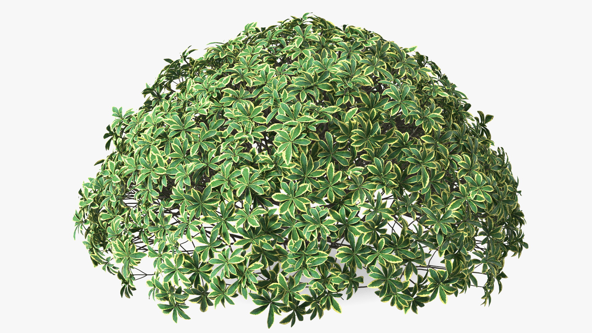 Daphne Odora 3D