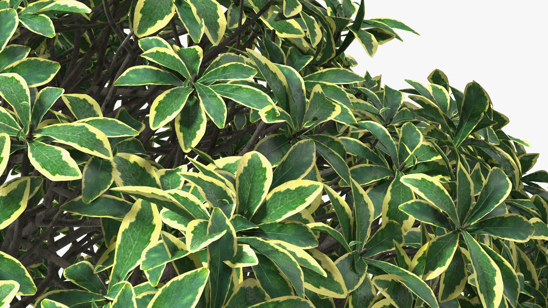 Daphne Odora 3D