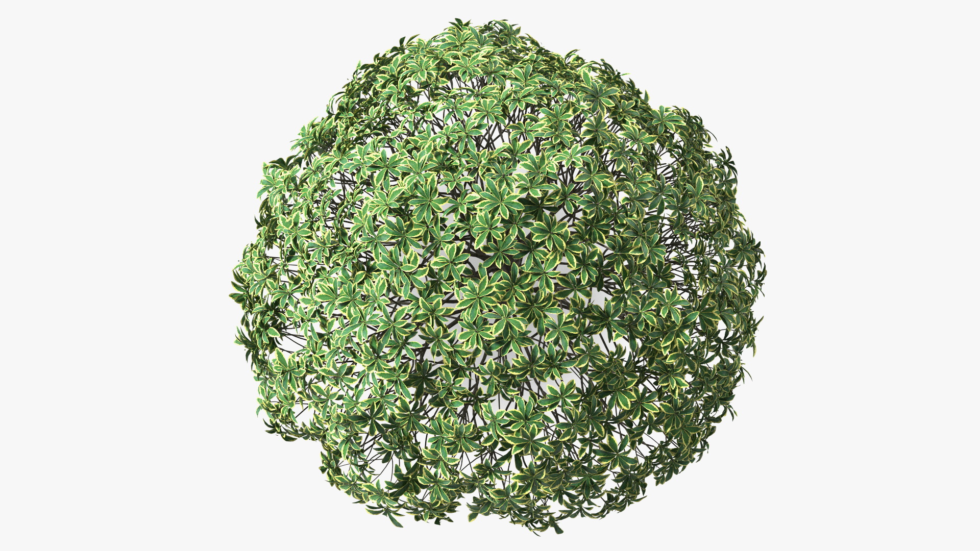 Daphne Odora 3D