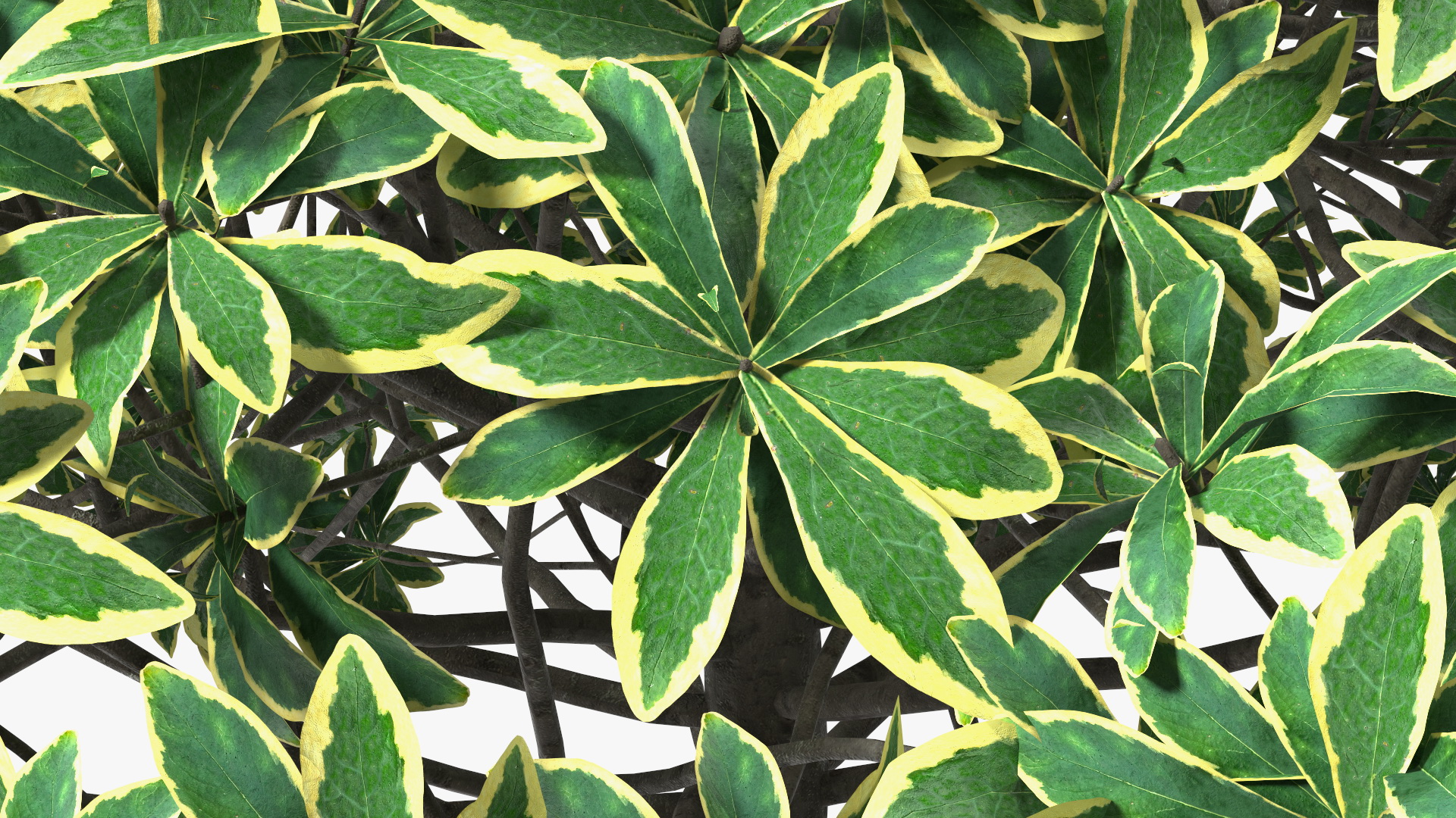 Daphne Odora 3D