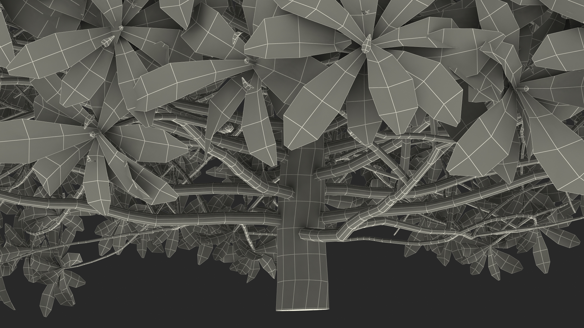 Daphne Odora 3D