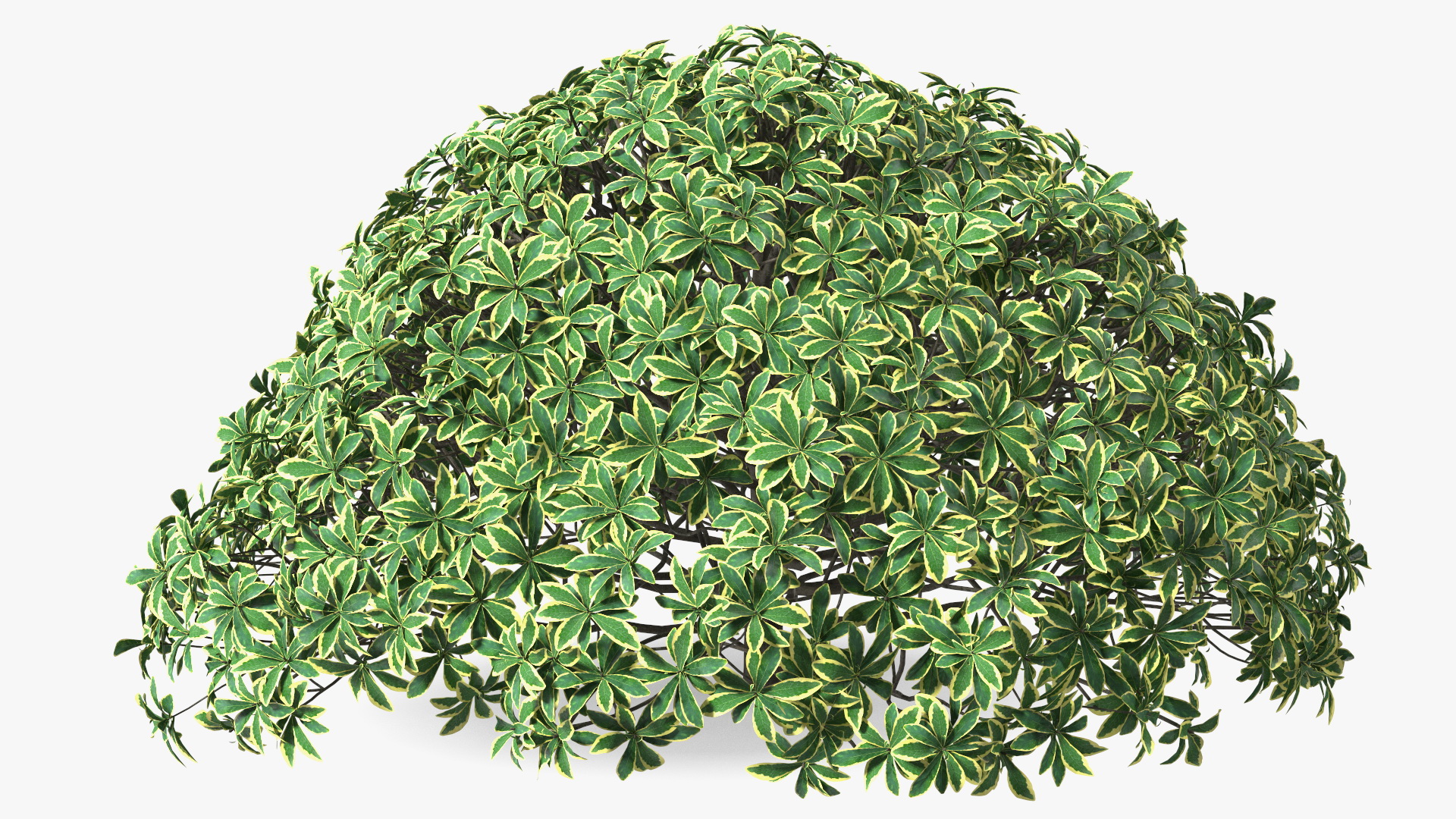 Daphne Odora 3D