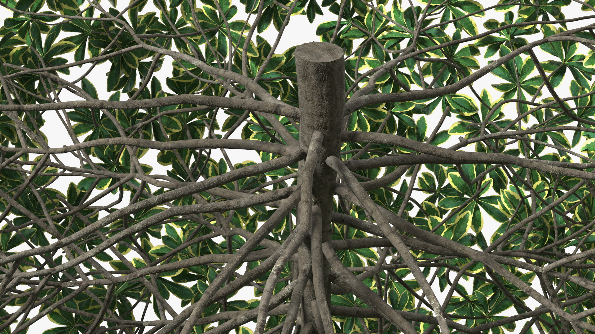 Daphne Odora 3D