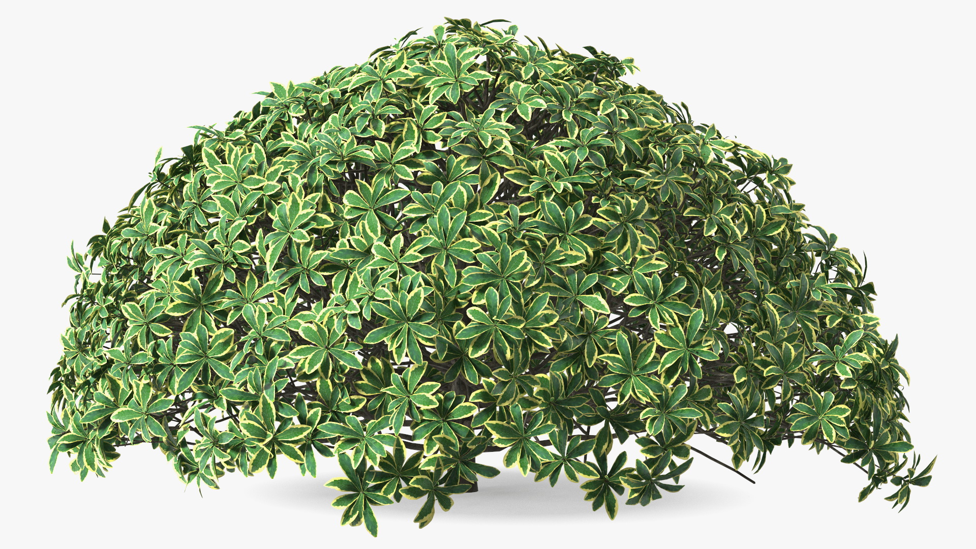 Daphne Odora 3D