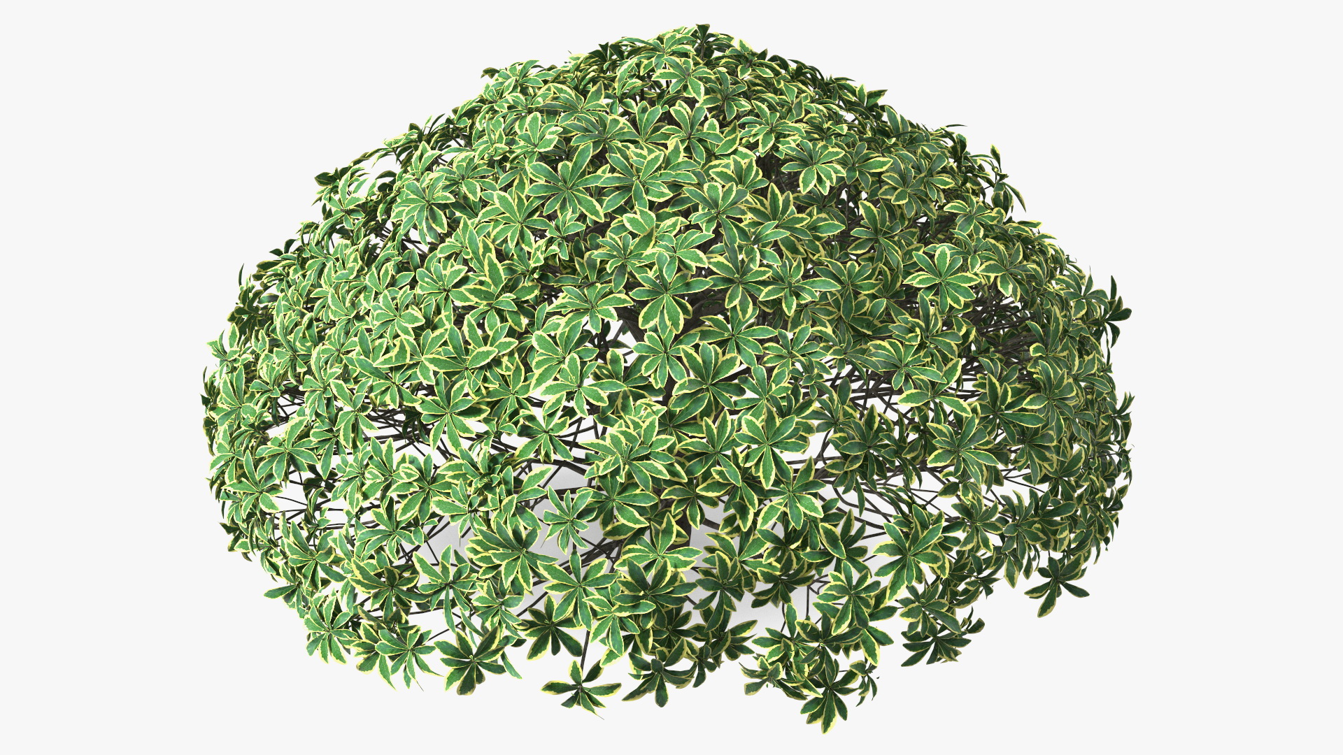 Daphne Odora 3D