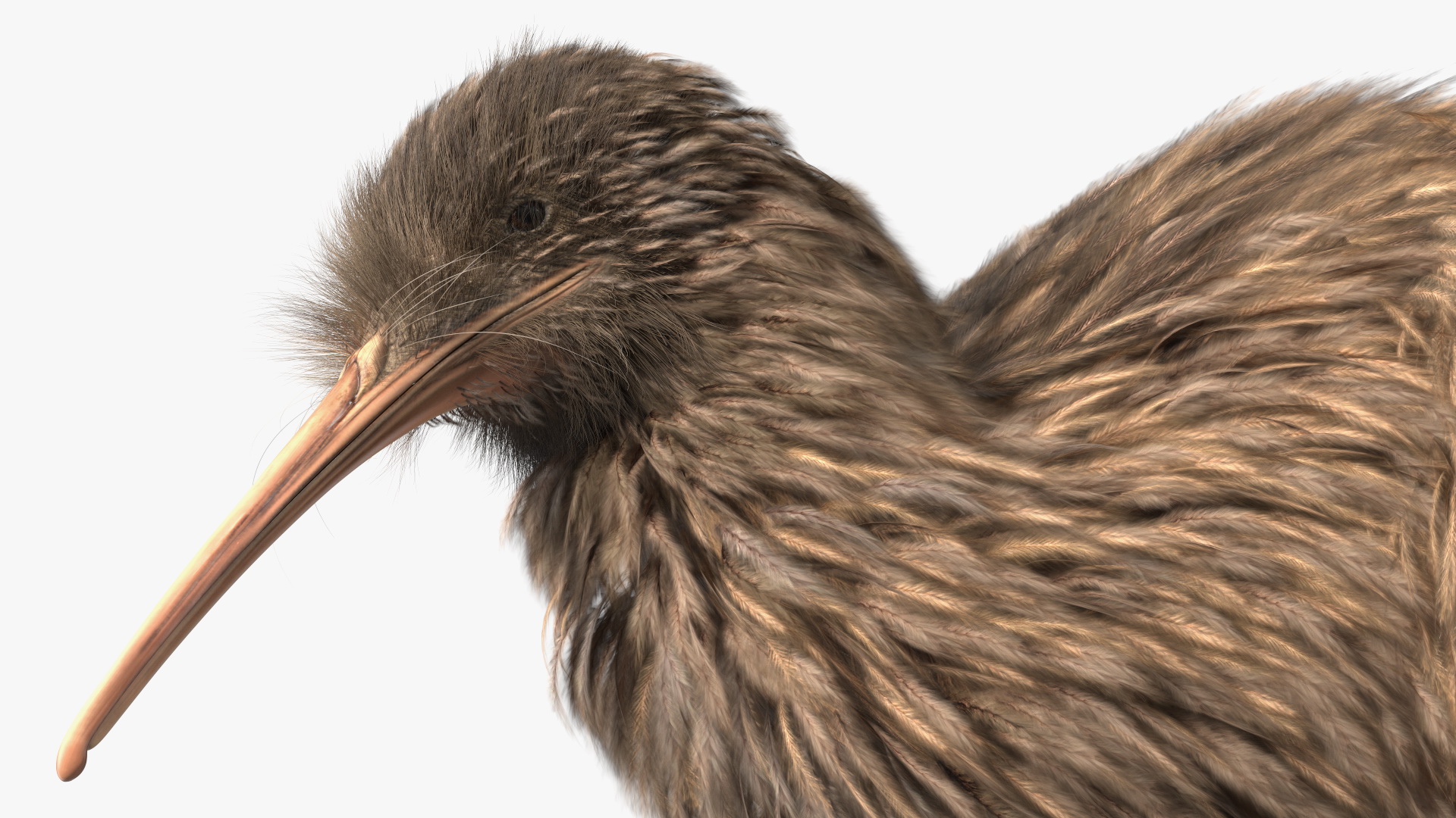 3D Cute Kiwi Bird Fur model