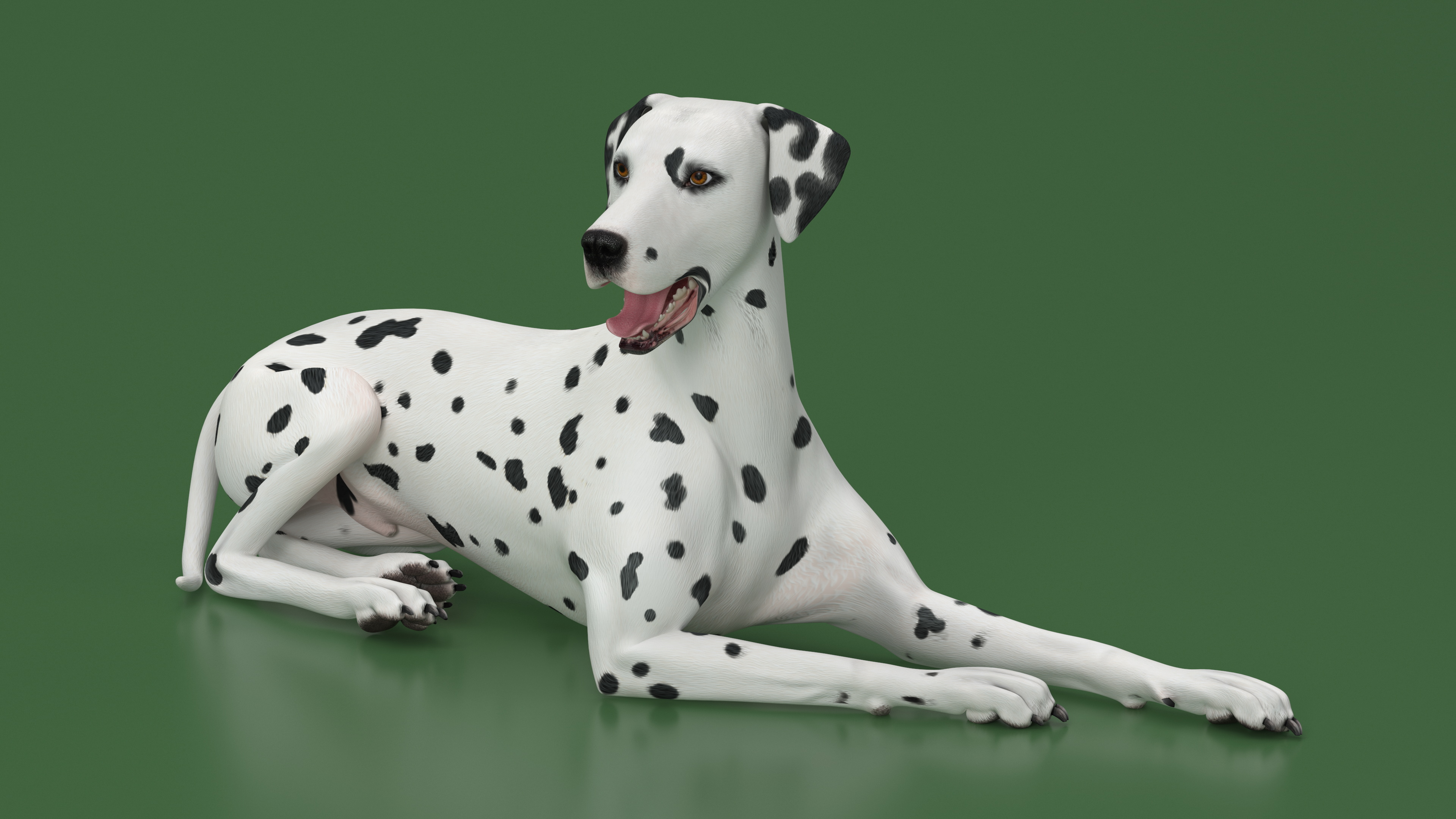 Lying Dalmatian Dog 3D model