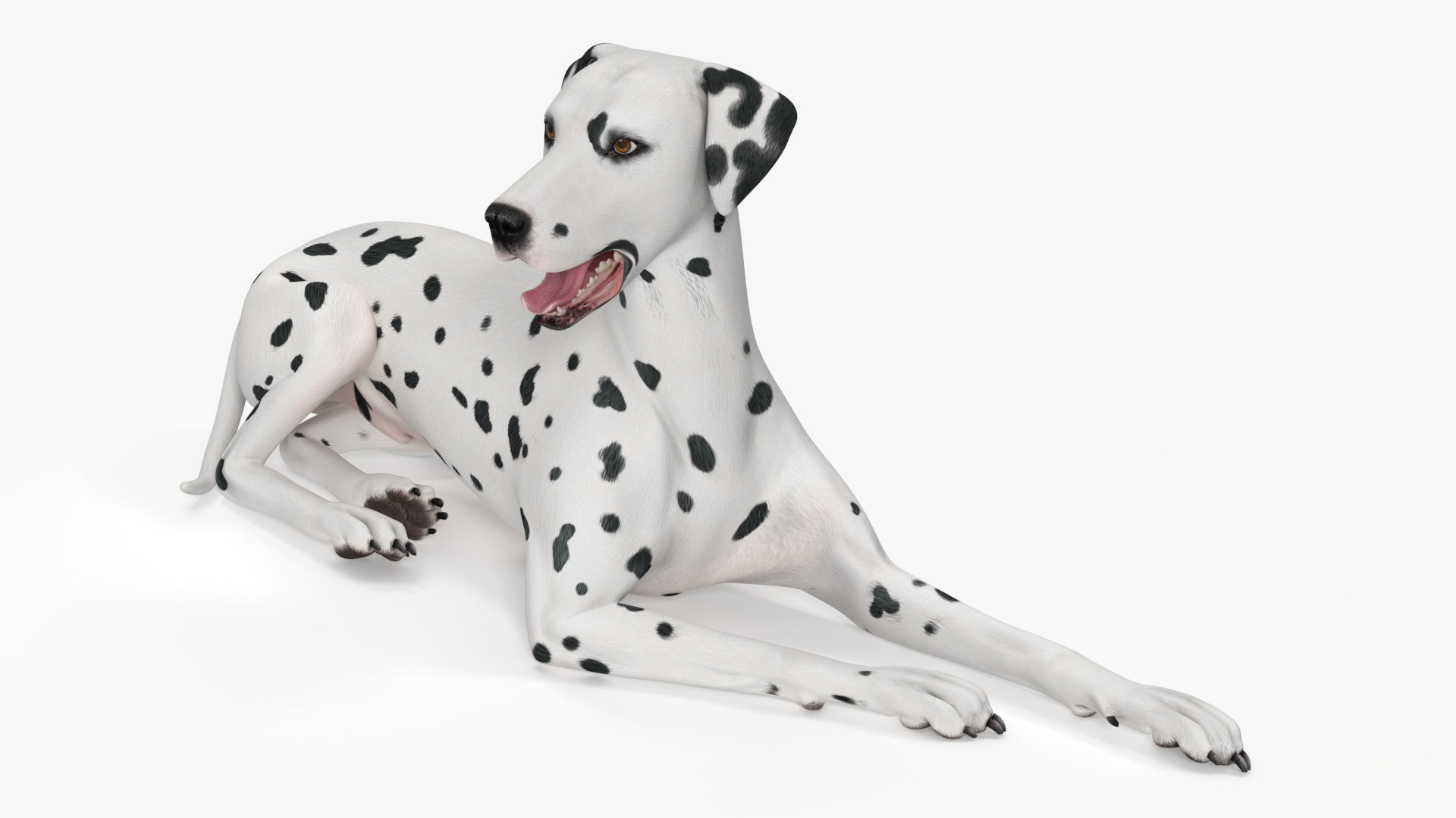 Lying Dalmatian Dog 3D model