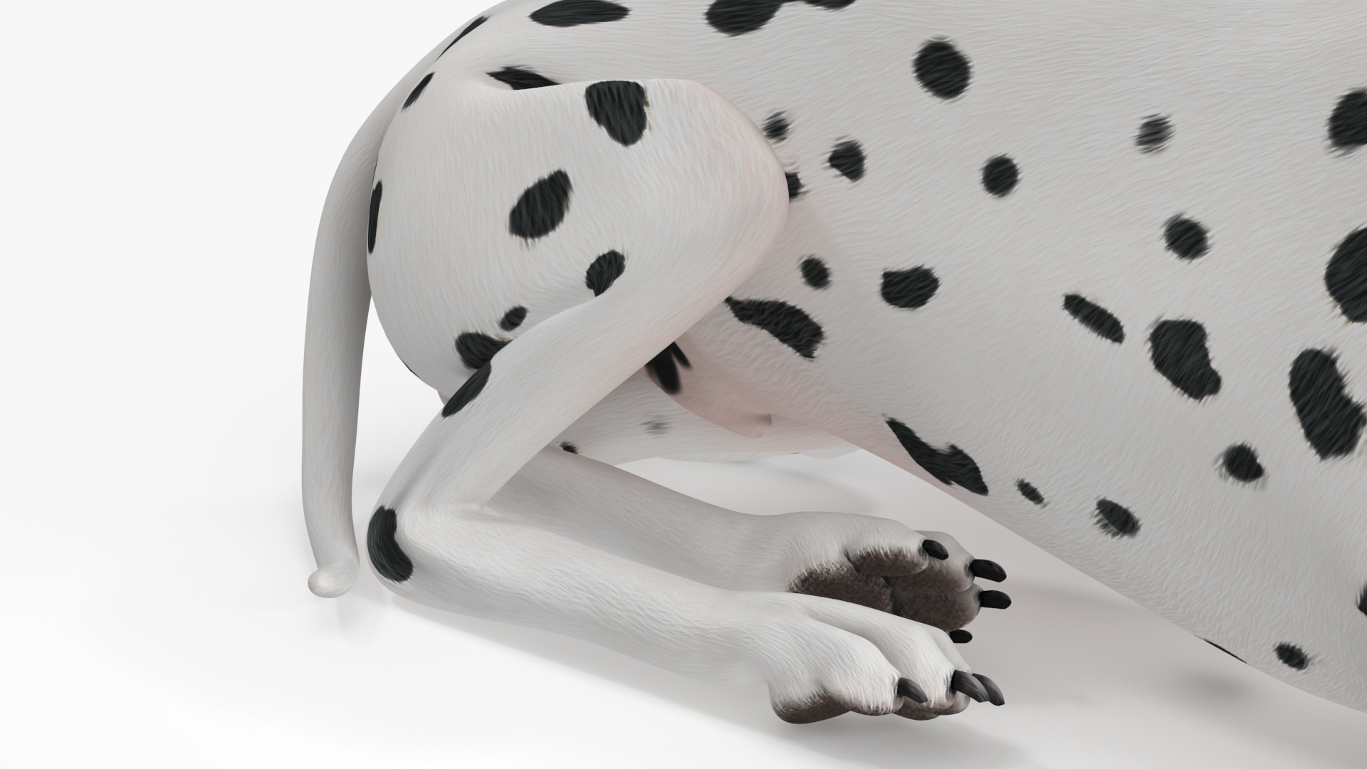 Lying Dalmatian Dog 3D model