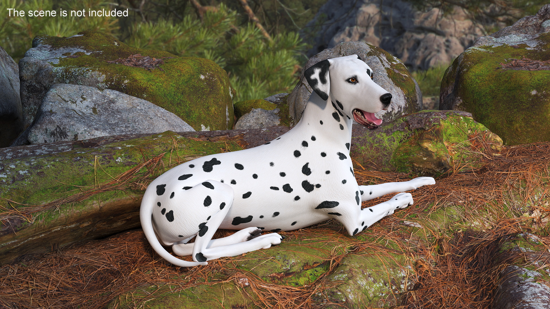Lying Dalmatian Dog 3D model