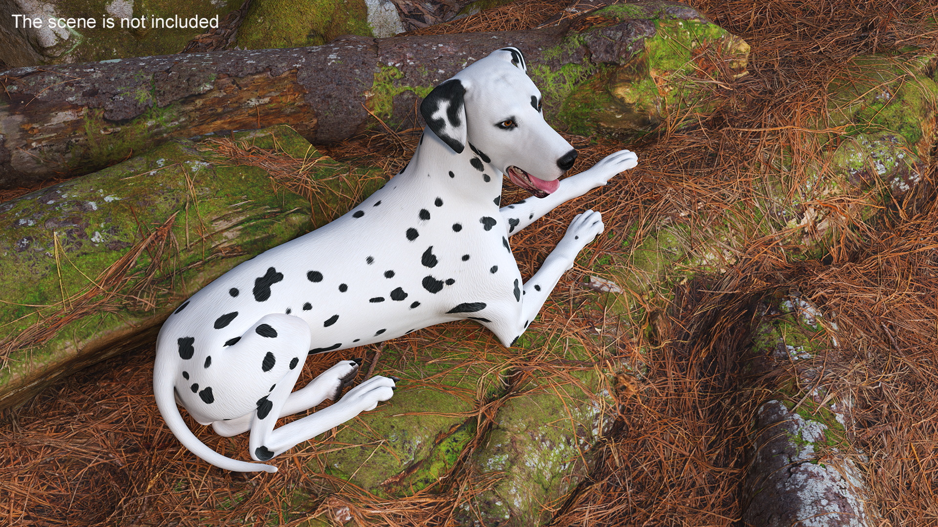 Lying Dalmatian Dog 3D model
