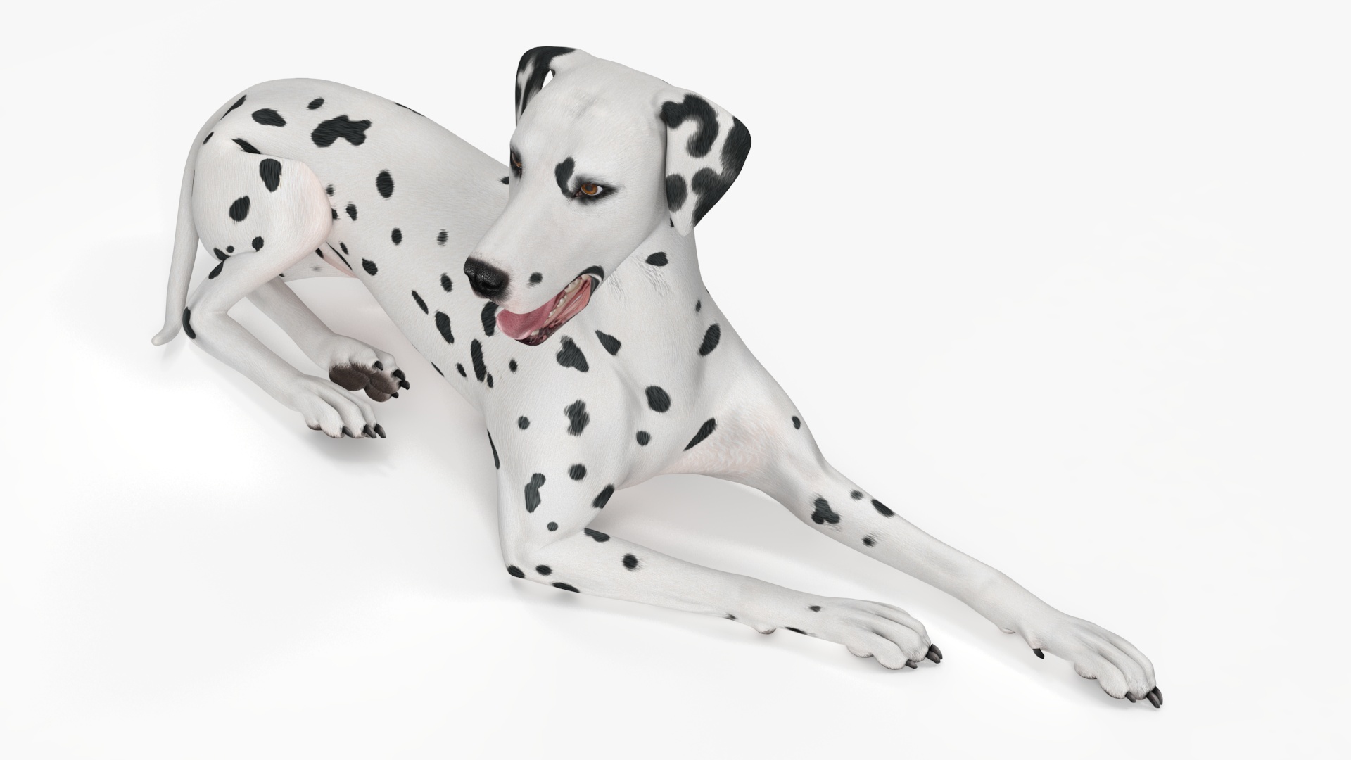 Lying Dalmatian Dog 3D model