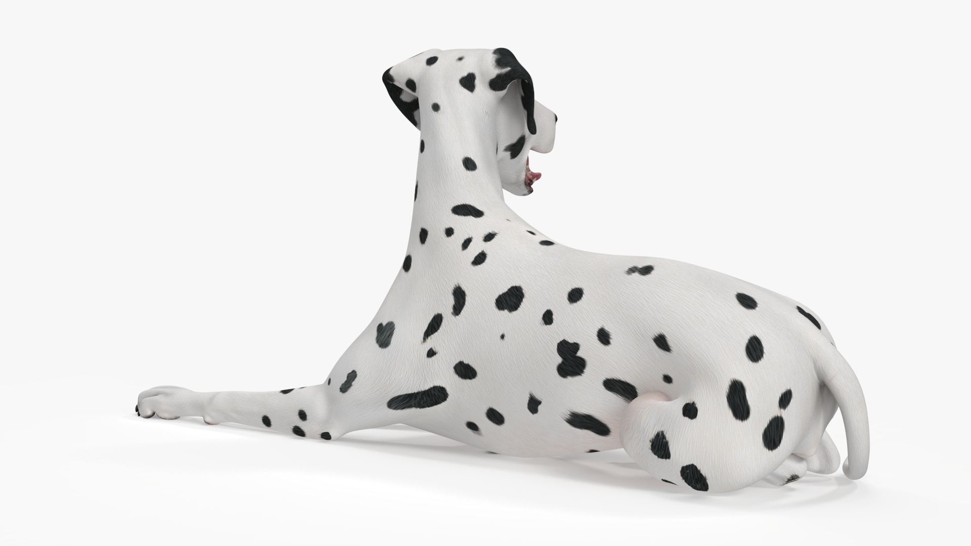 Lying Dalmatian Dog 3D model