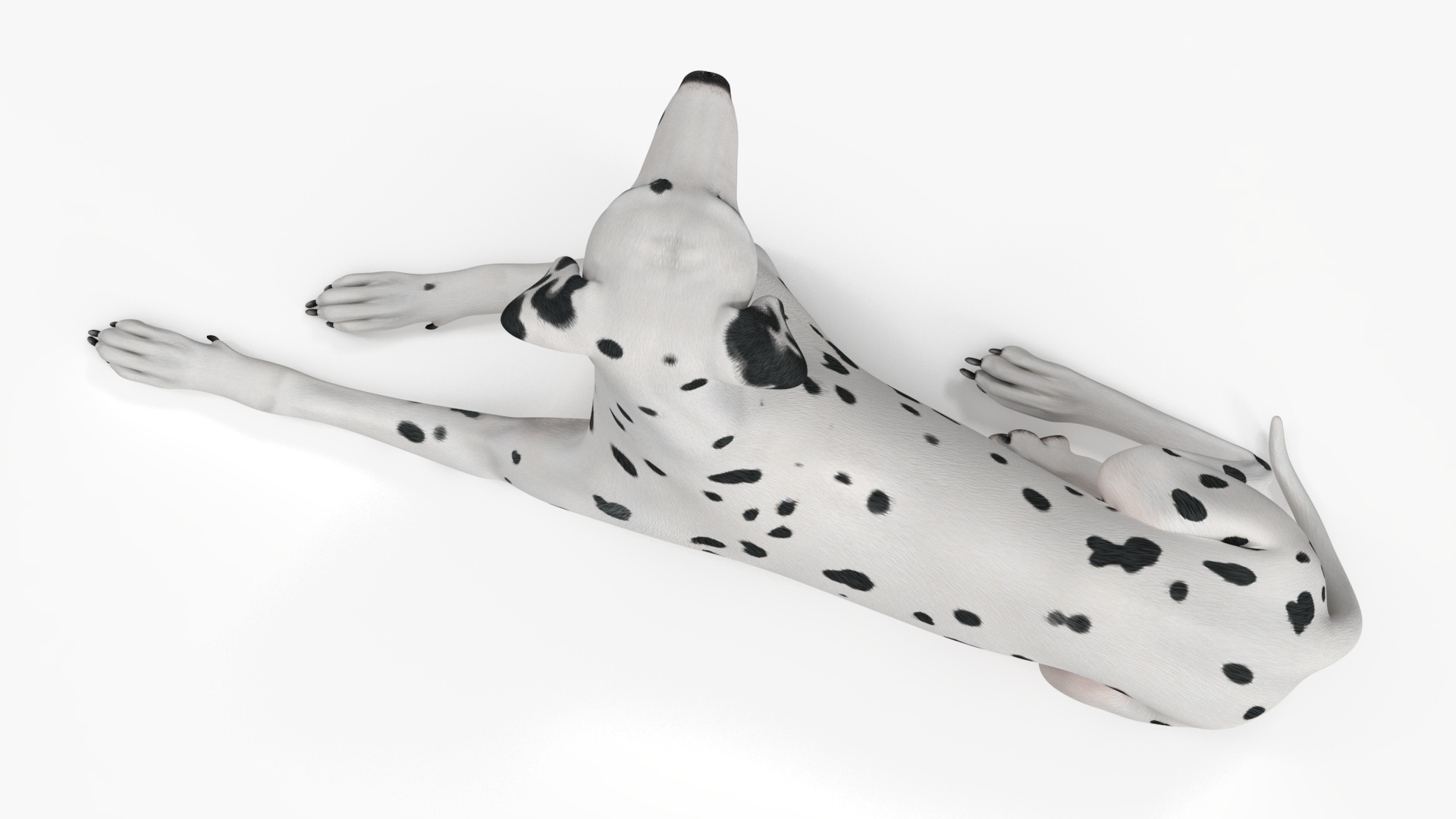 Lying Dalmatian Dog 3D model