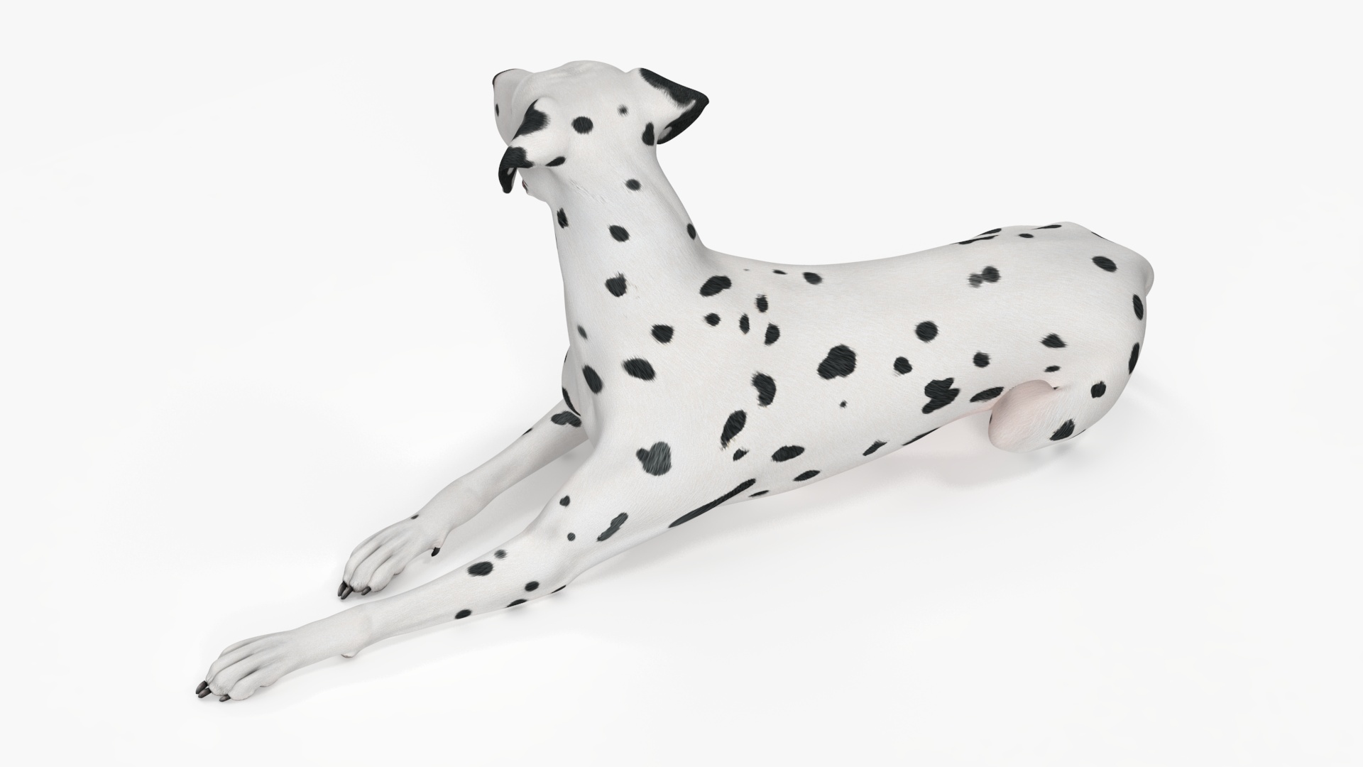 Lying Dalmatian Dog 3D model