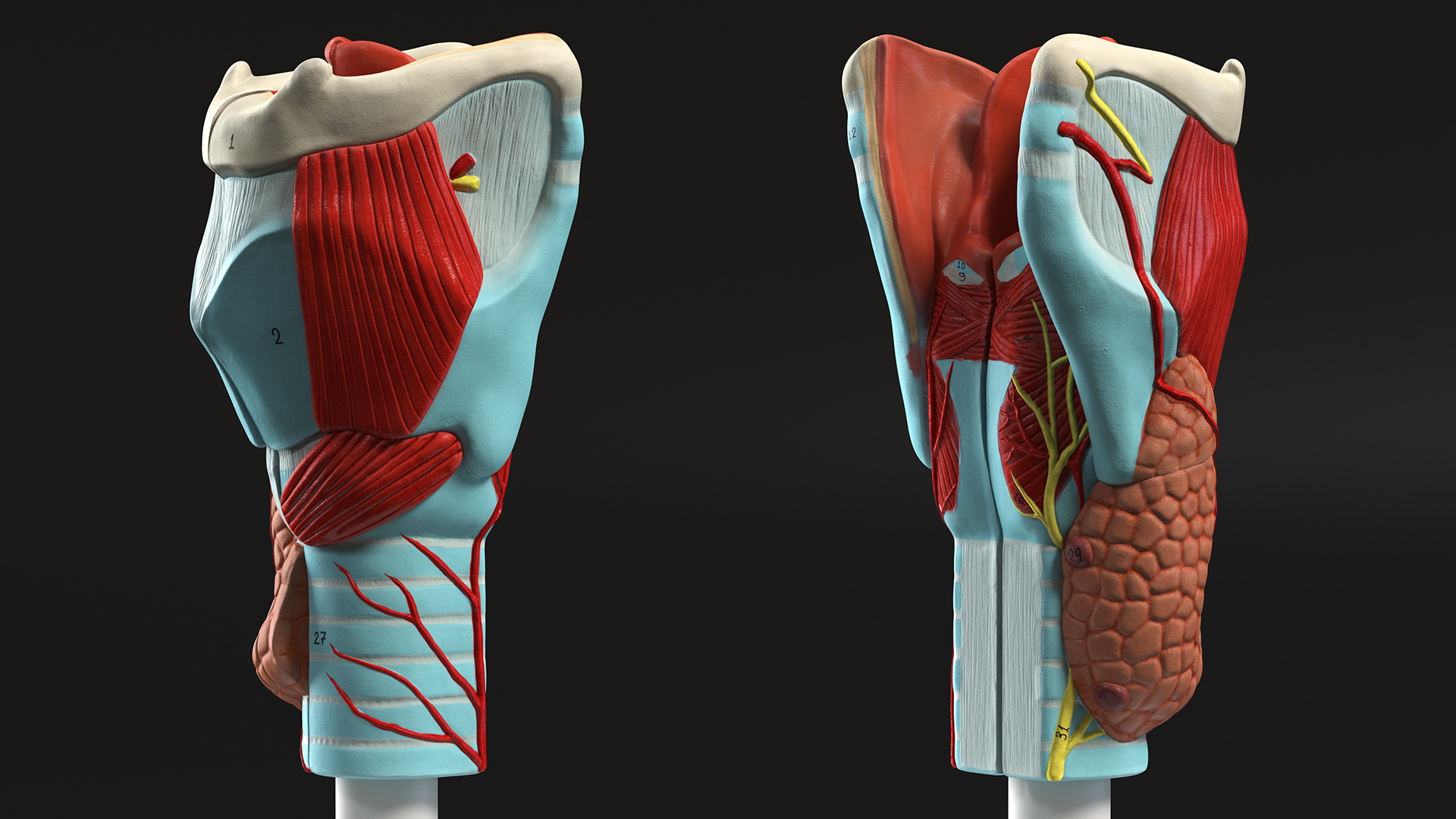 3D model Larynx Medical Model Assembled