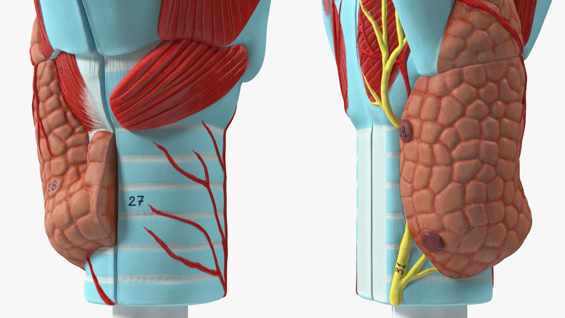 3D model Larynx Medical Model Assembled