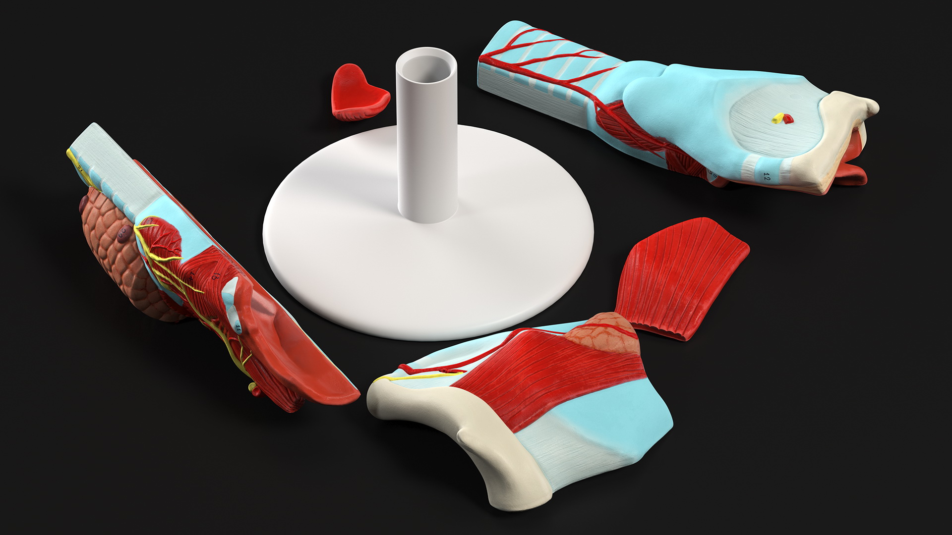 3D model Larynx Medical Model Assembled