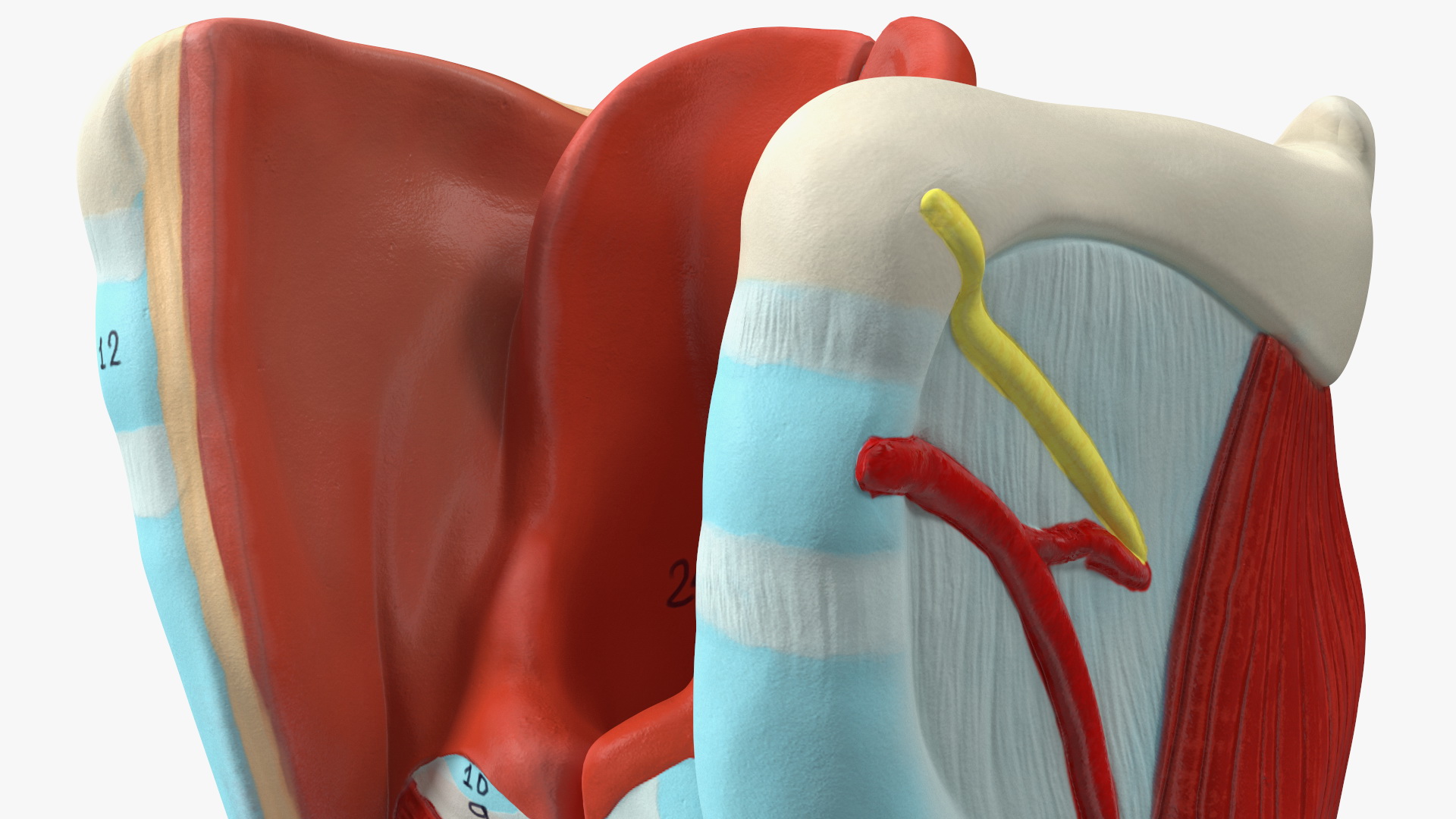 3D model Larynx Medical Model Assembled