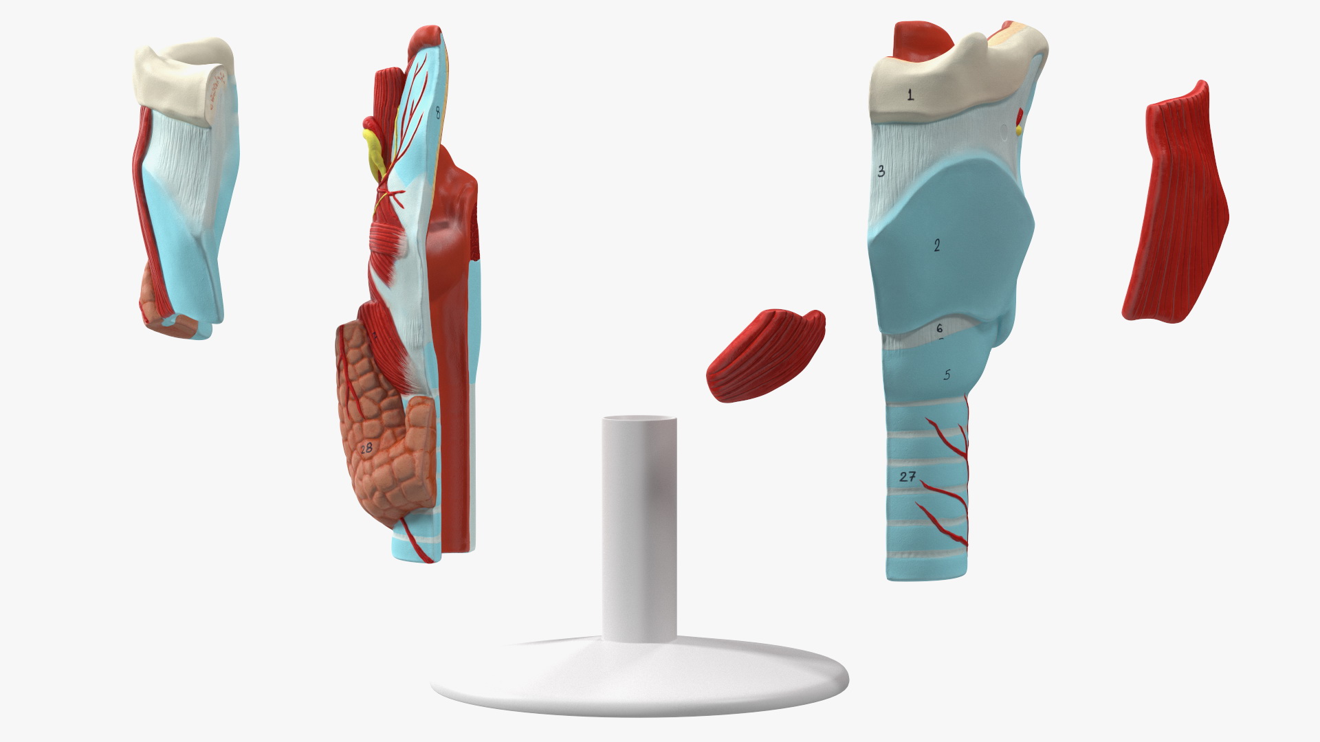 3D model Larynx Medical Model Assembled