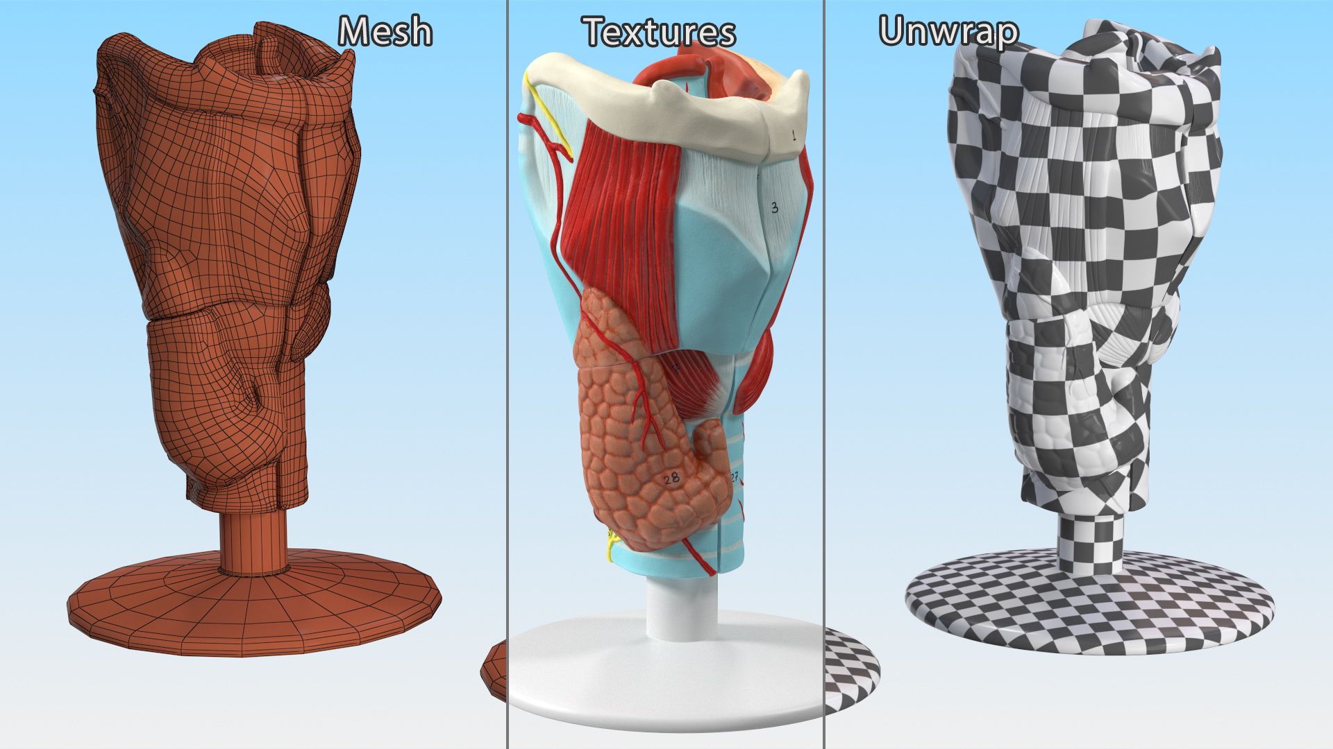 3D model Larynx Medical Model Assembled