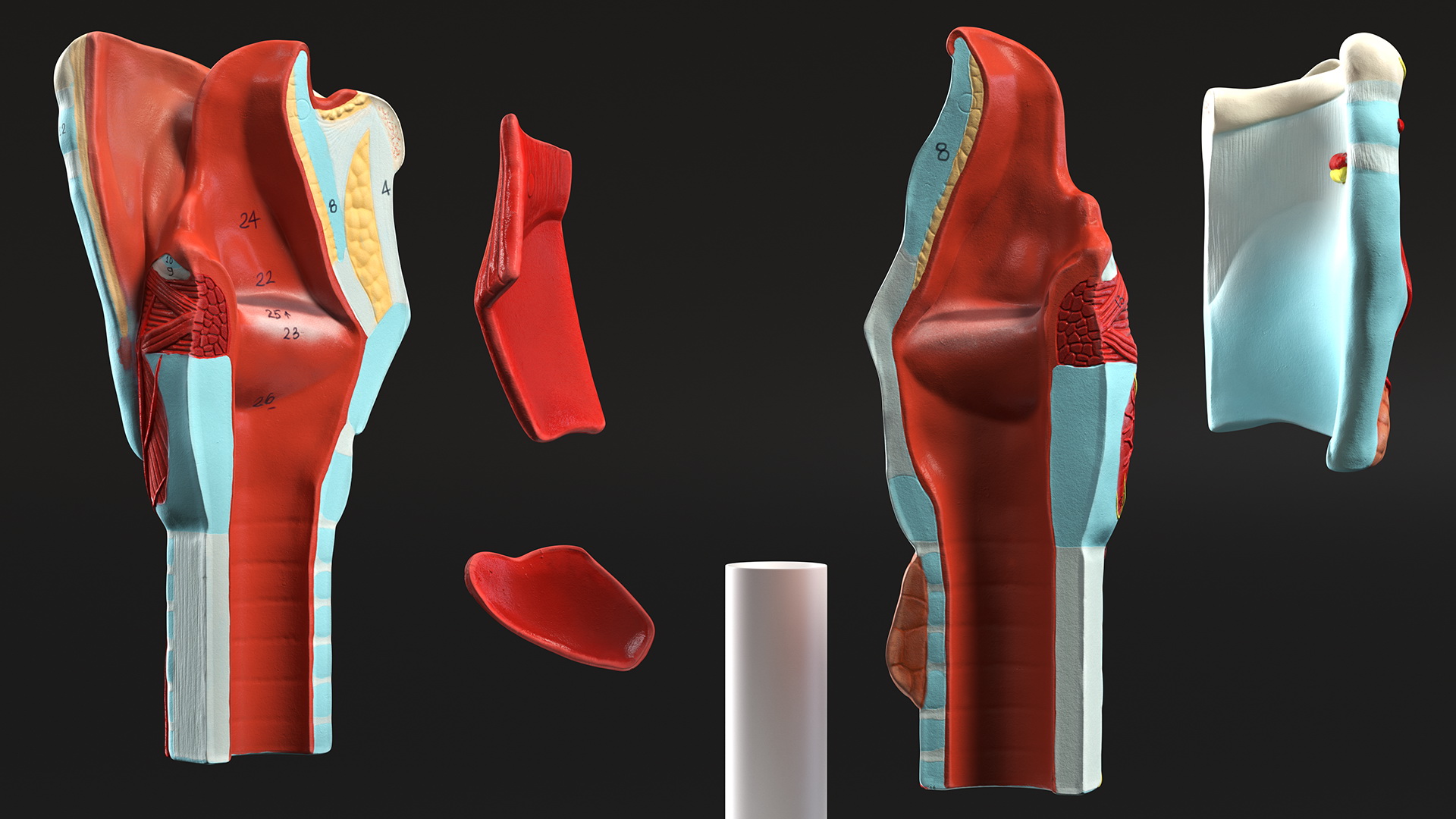3D model Larynx Medical Model Assembled