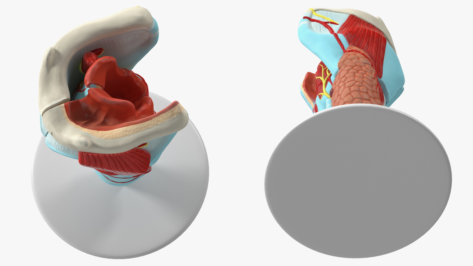 3D model Larynx Medical Model Assembled