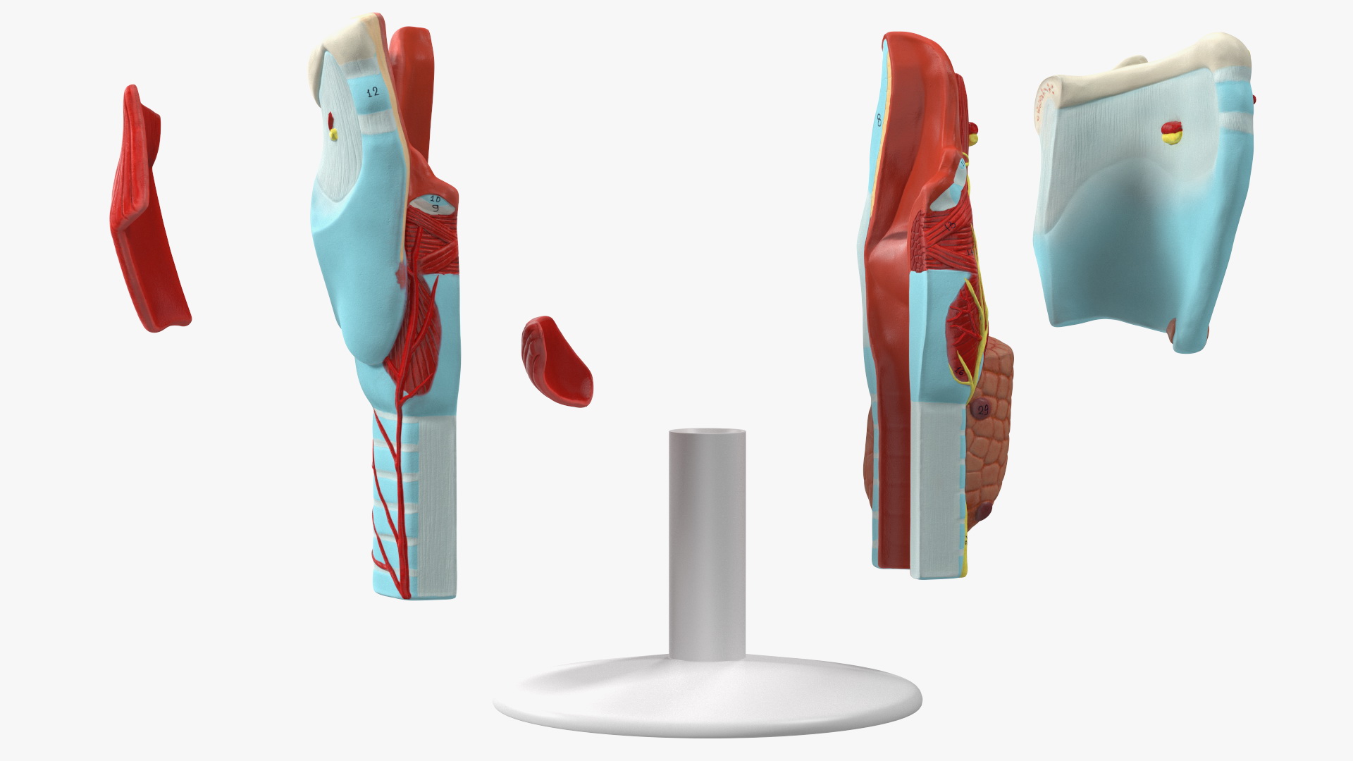 3D model Larynx Medical Model Assembled