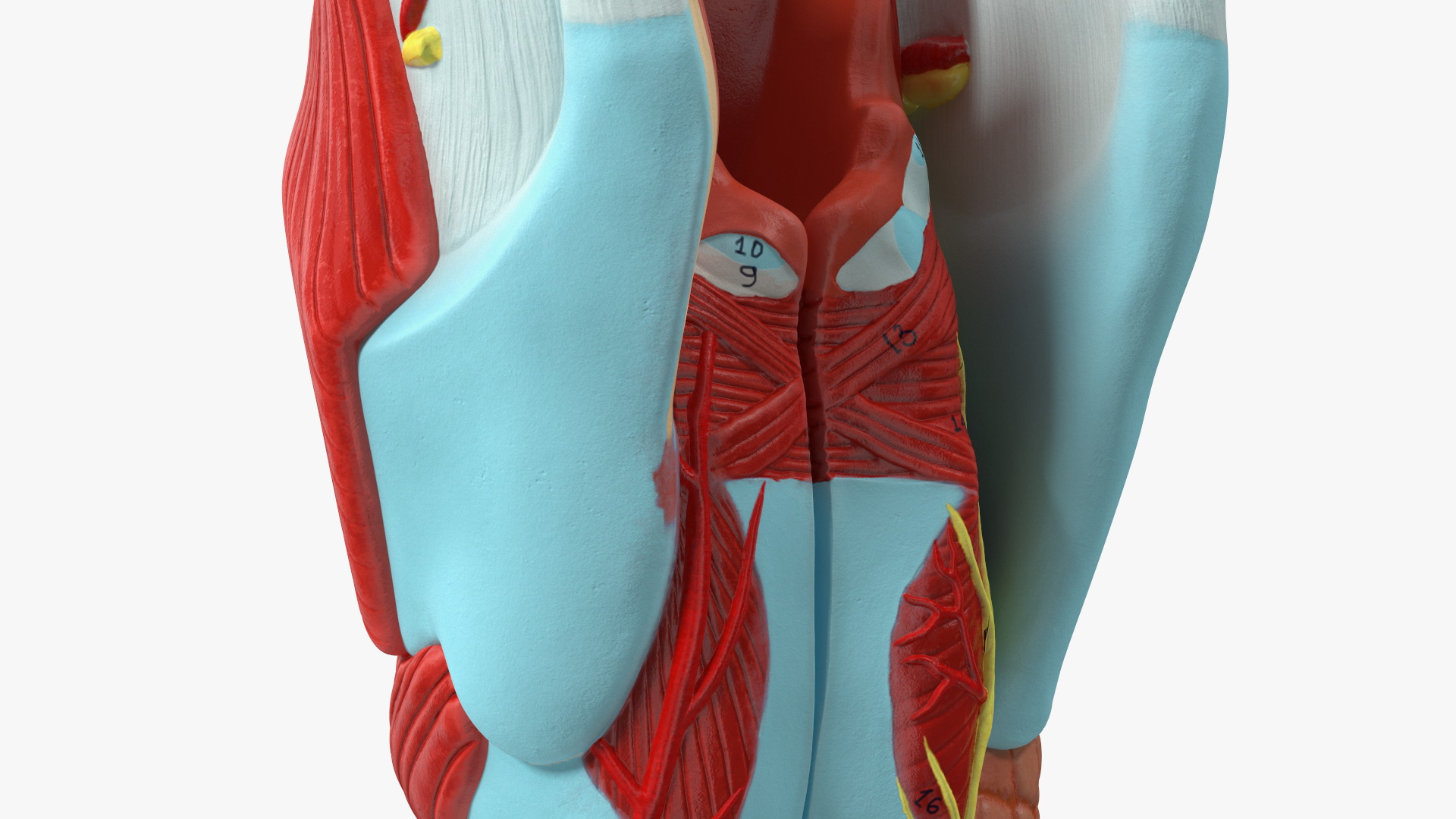 3D model Larynx Medical Model Assembled