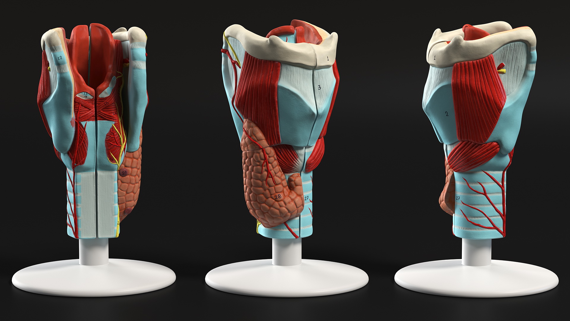 3D model Larynx Medical Model Assembled