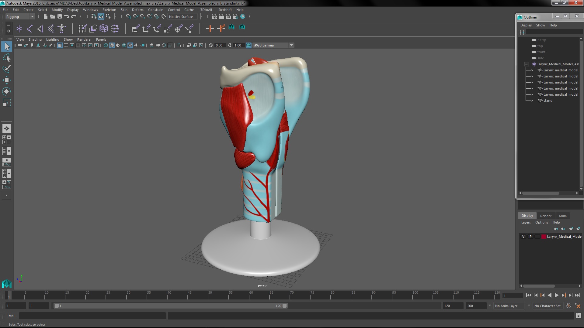 3D model Larynx Medical Model Assembled