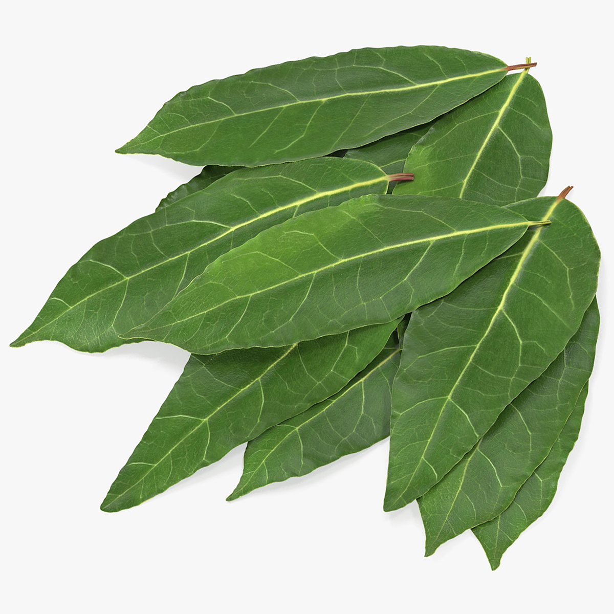 Laurel Leaf Cluster
