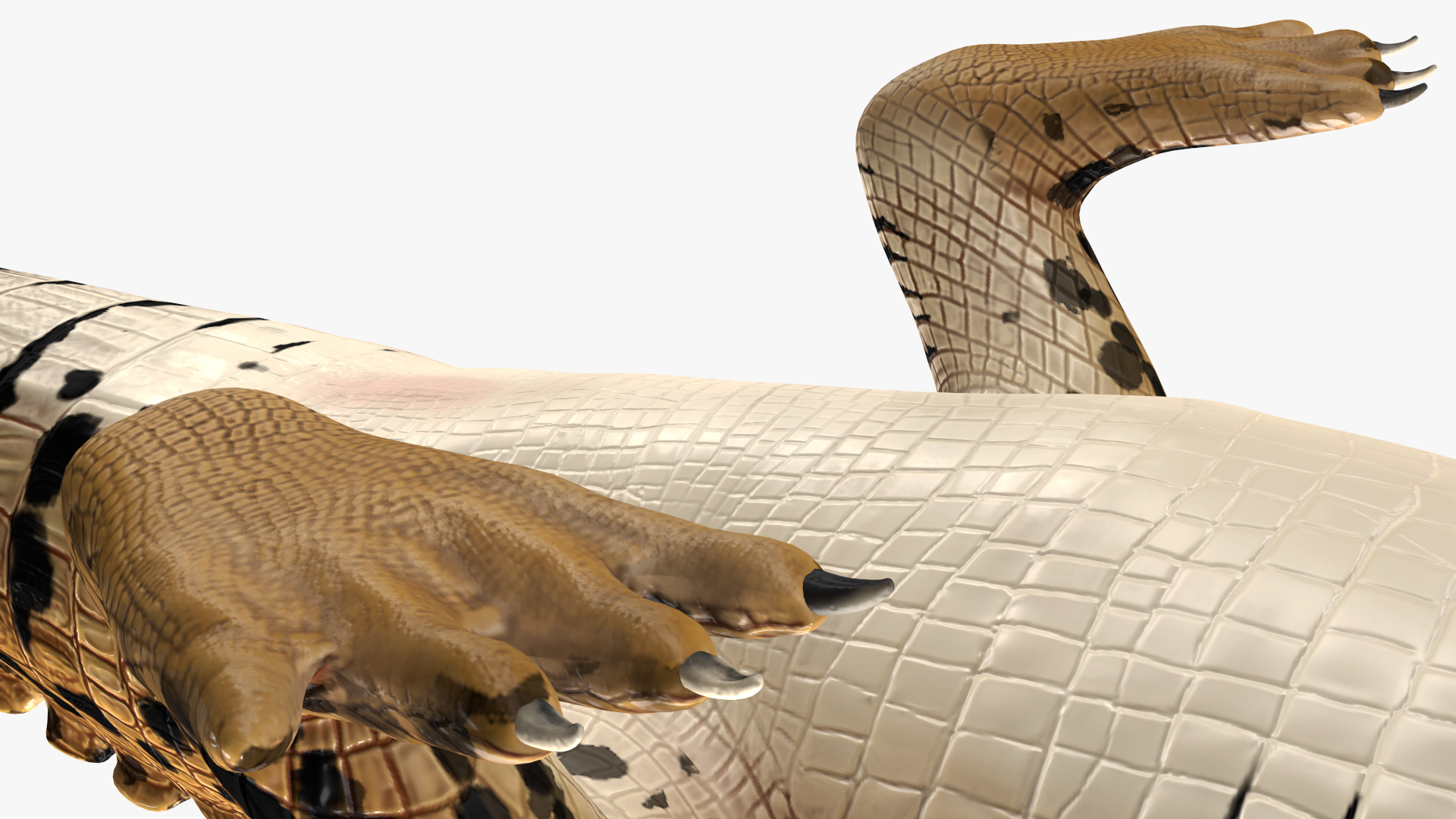 Baby Crocodile Dark Color Rigged 3D