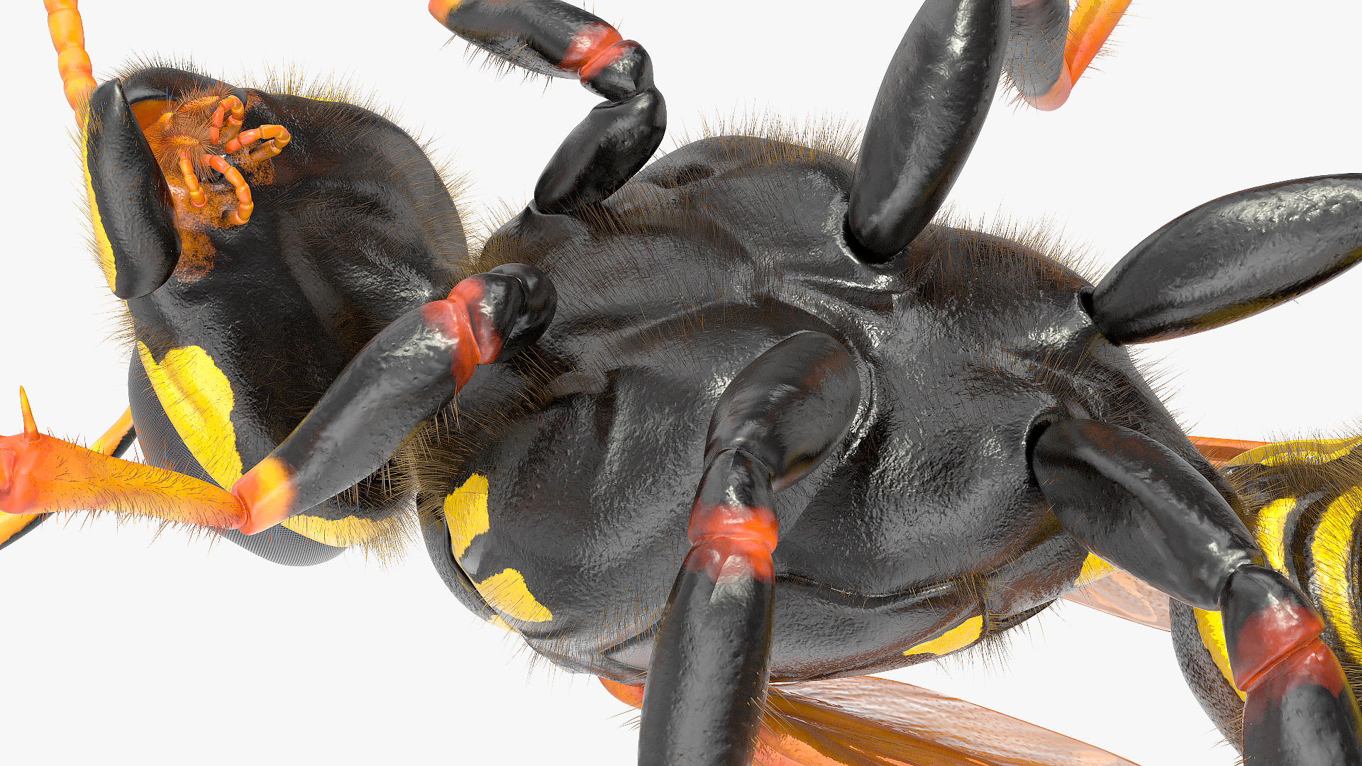 Wasp Standing Pose Fur 3D