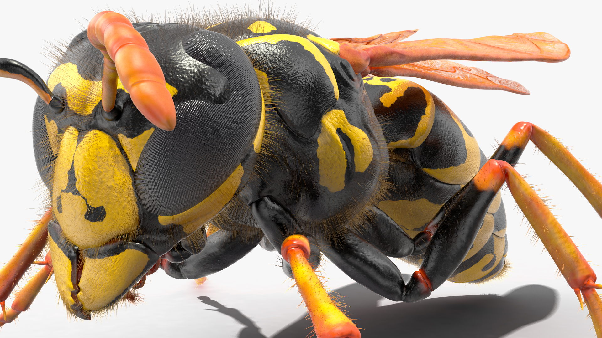 Wasp Standing Pose Fur 3D