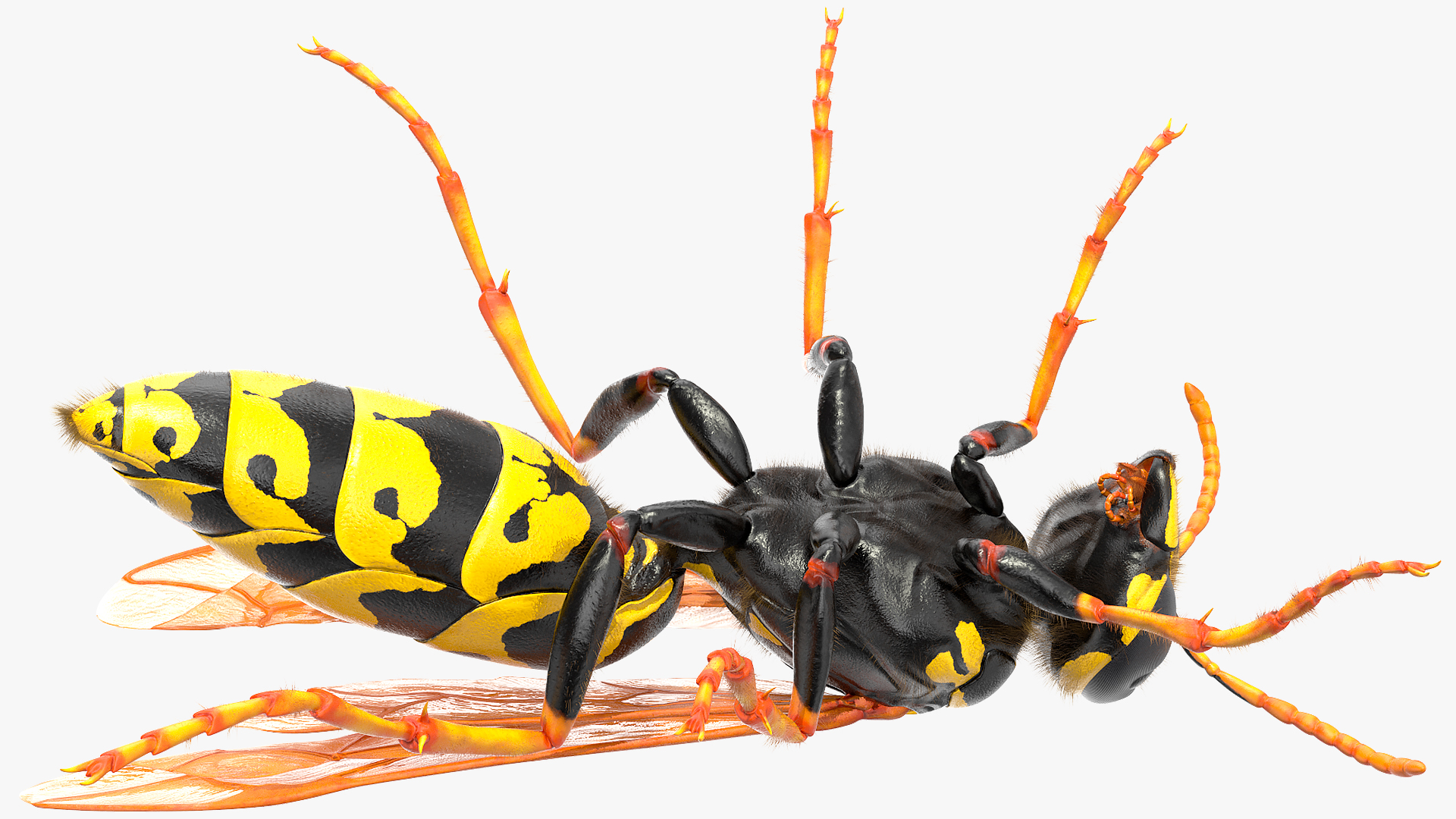 Wasp Standing Pose Fur 3D
