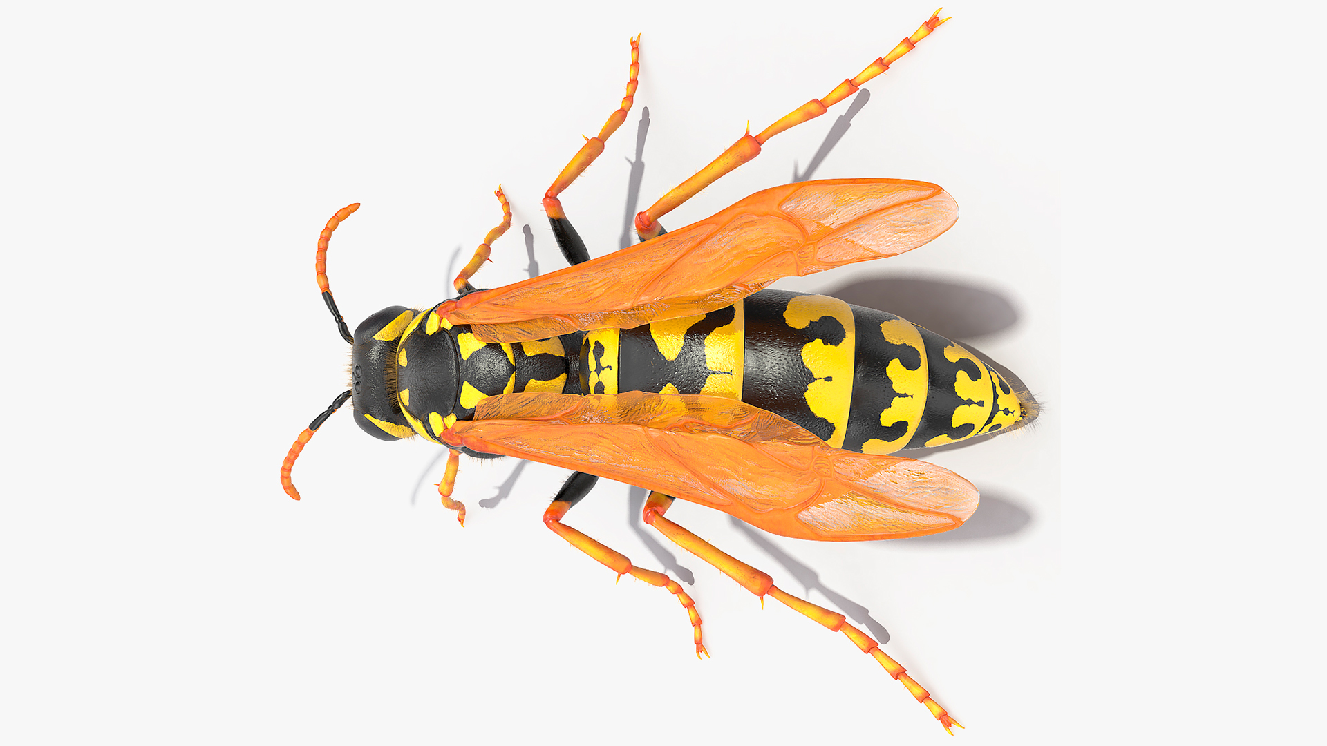 Wasp Standing Pose Fur 3D