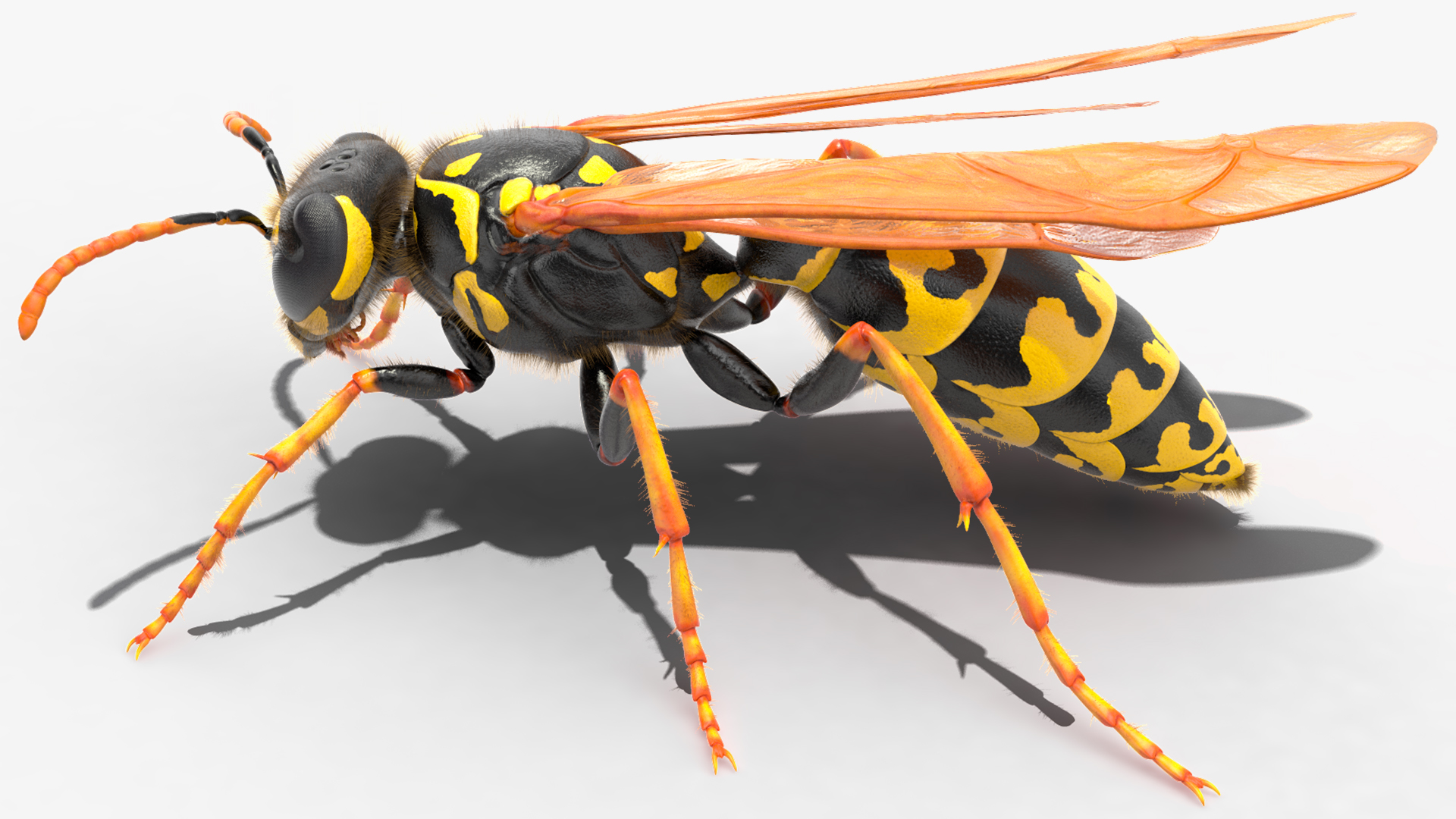 Wasp Standing Pose Fur 3D