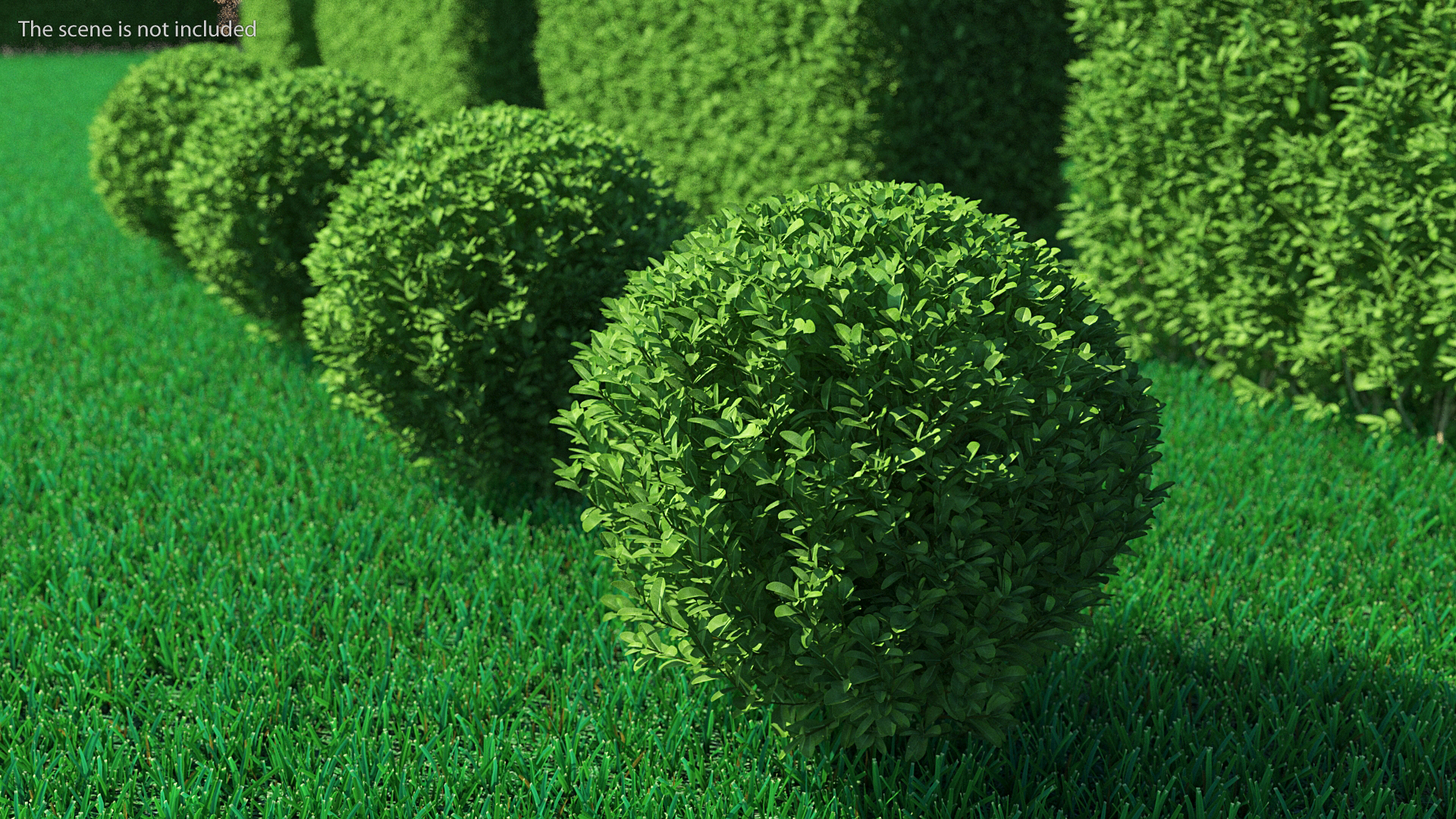 Green Boxwood Shrub 3D model