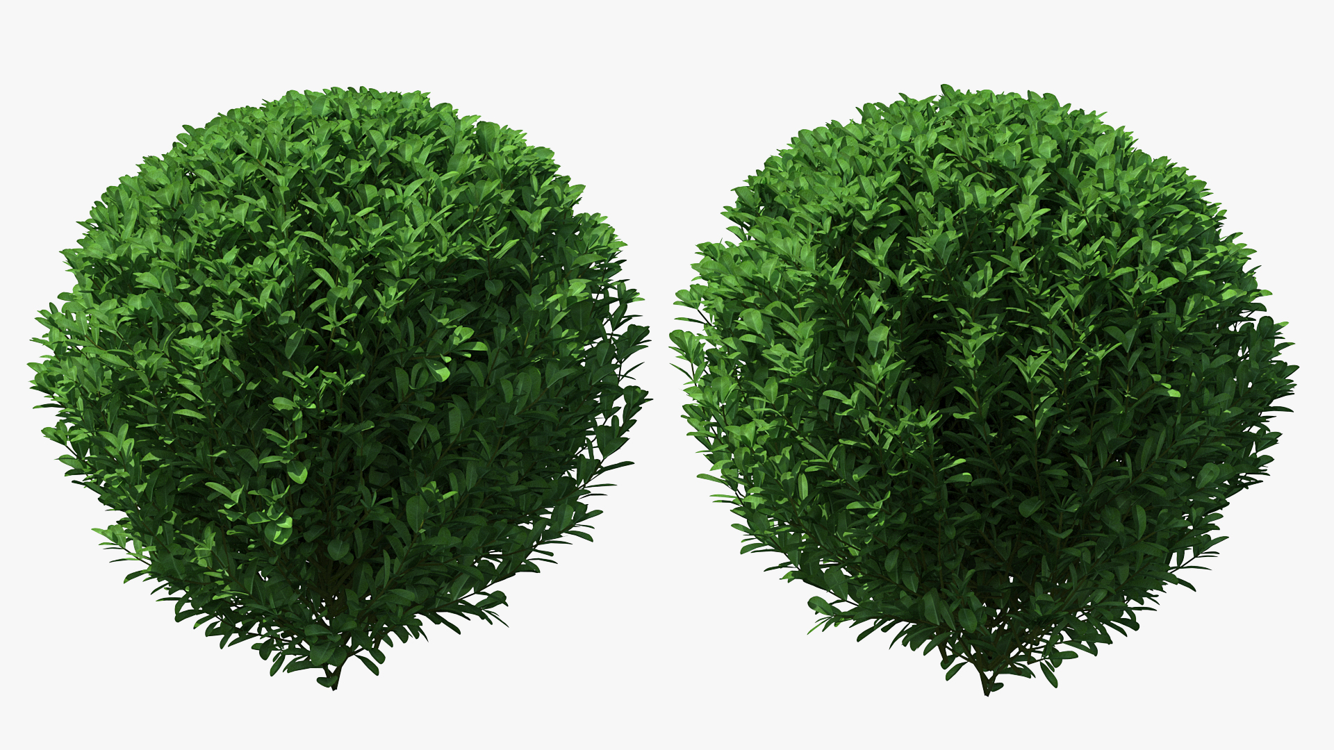 Green Boxwood Shrub 3D model