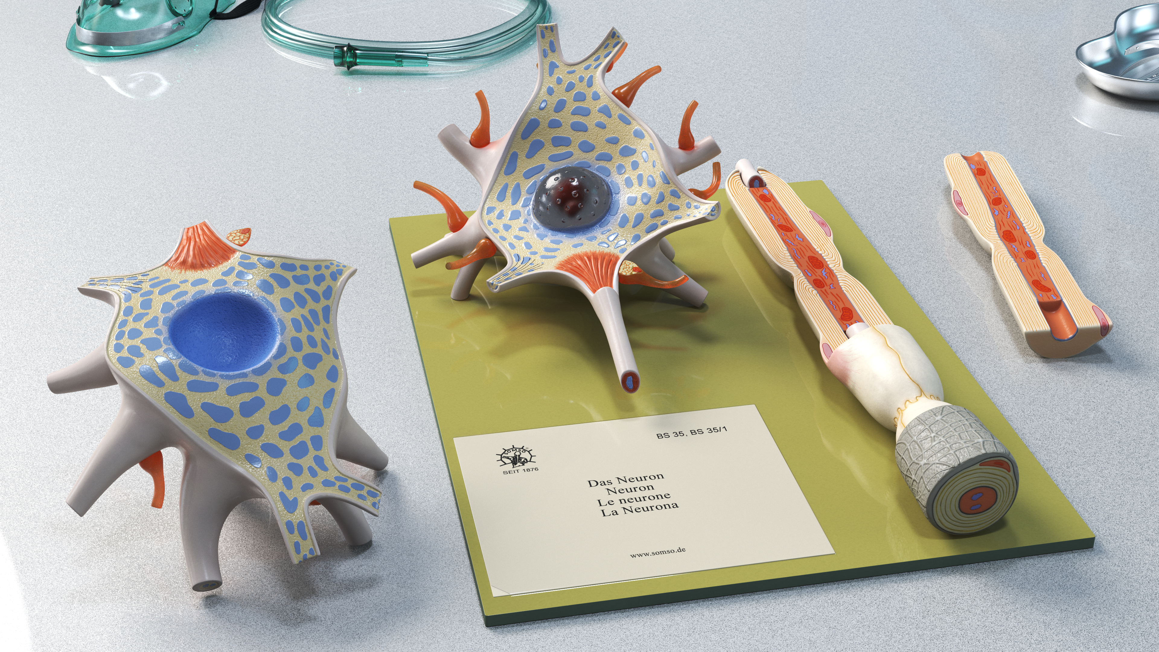 Human Neuron Model on Stand, view 7
